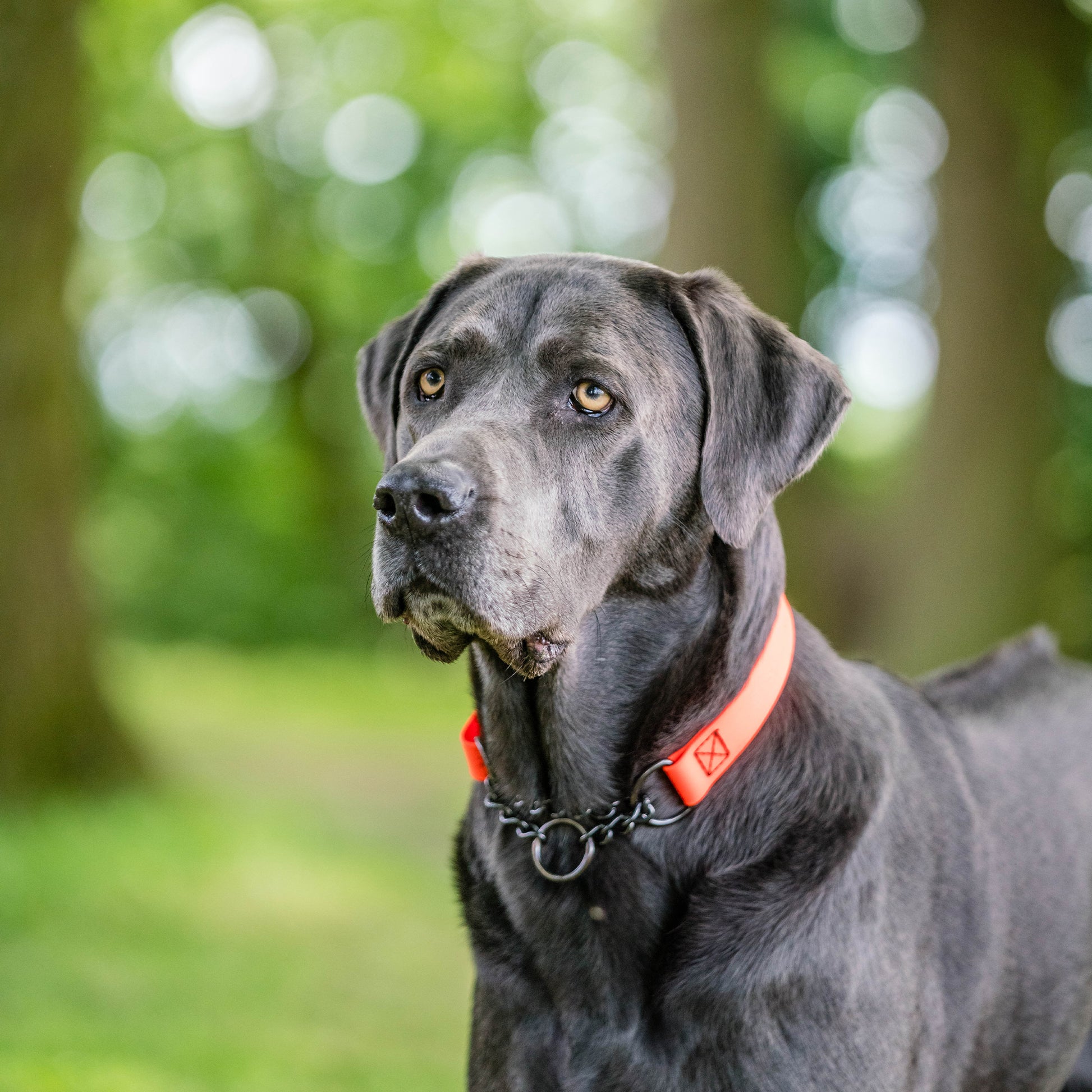 schwarzer Hund mit orangenen Biothane Halsband