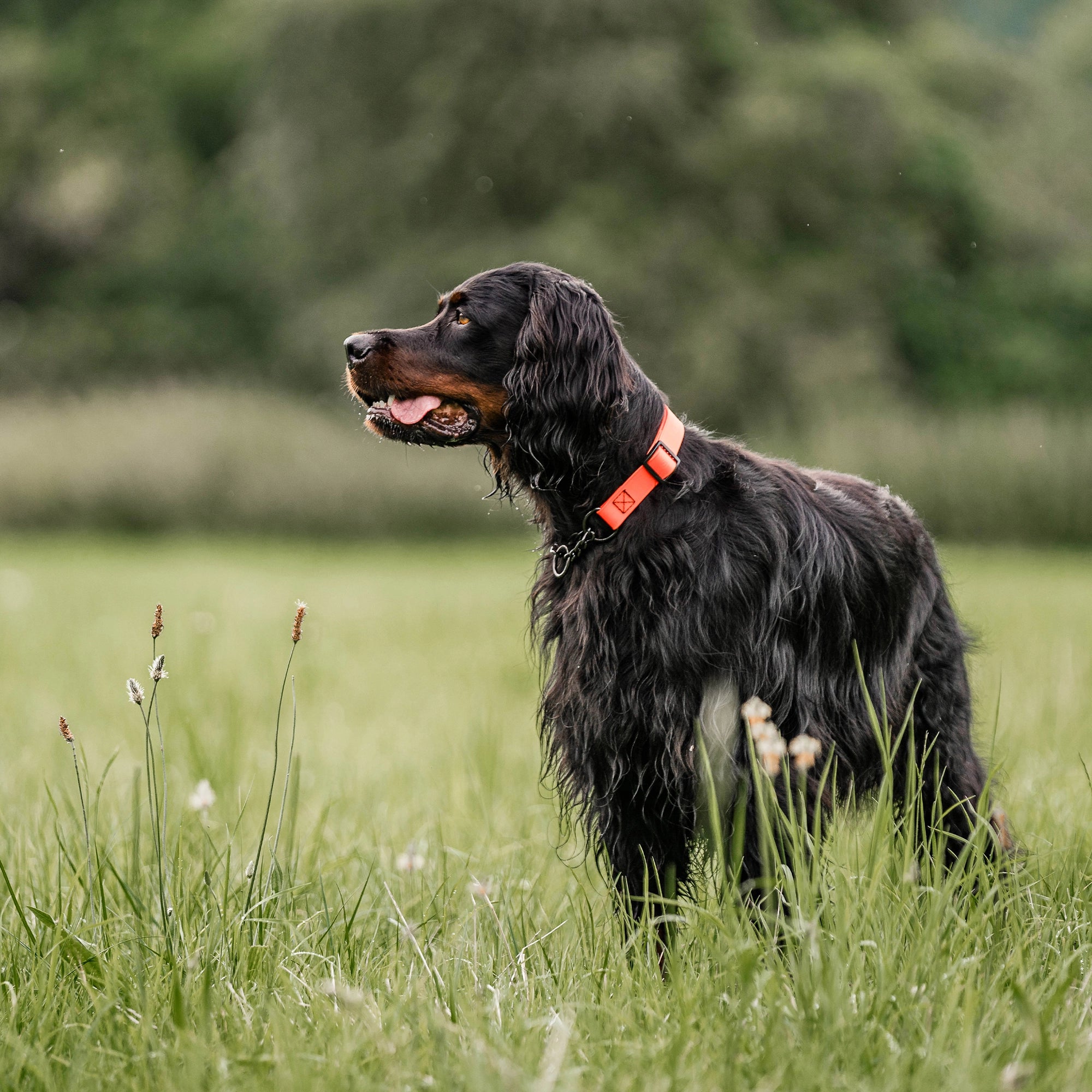 Hund mit orangenen Biothane Halsband auf der Wiese