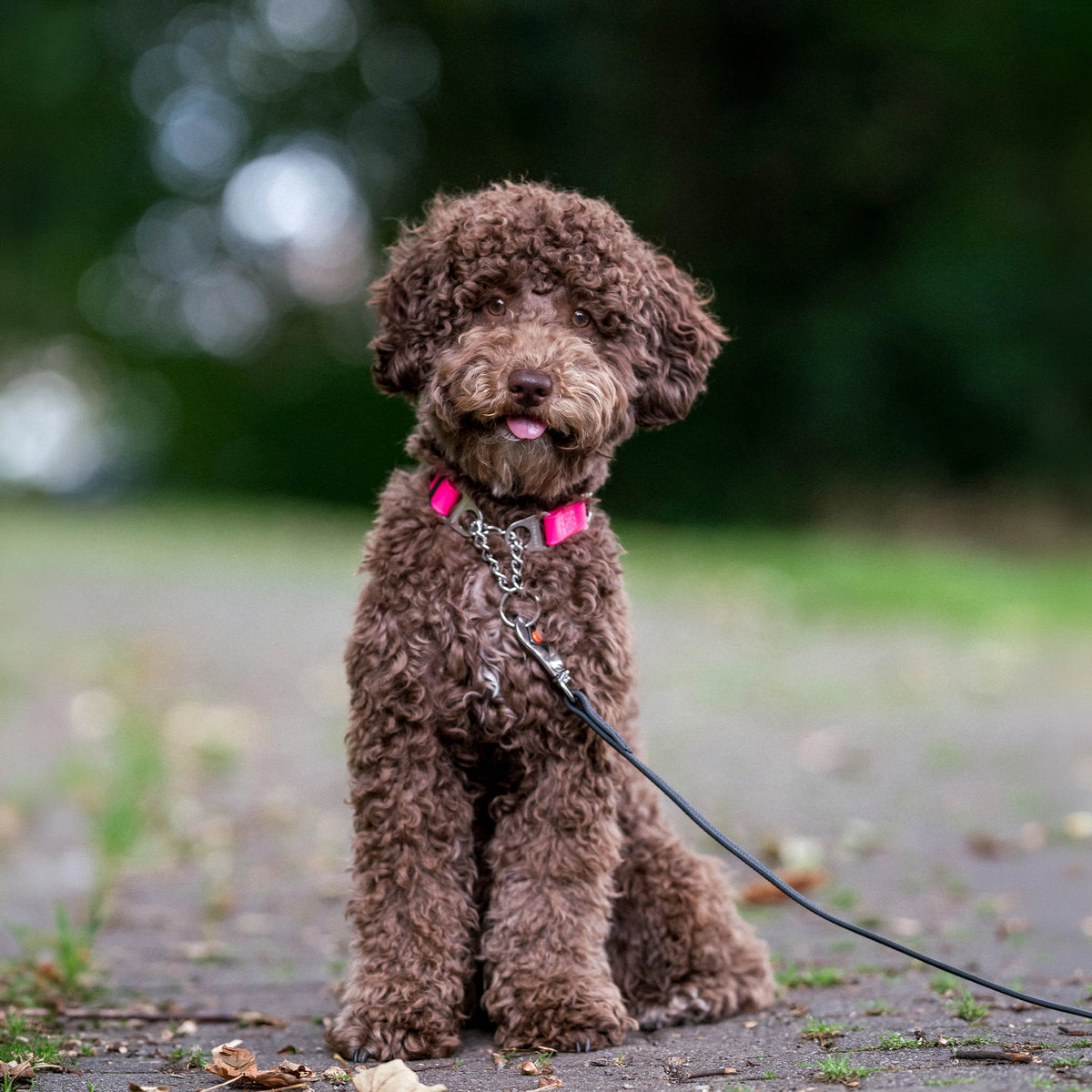 Verstellbares Halsband mit Durchzugskette und Spyder-Verschluss - BioThane®