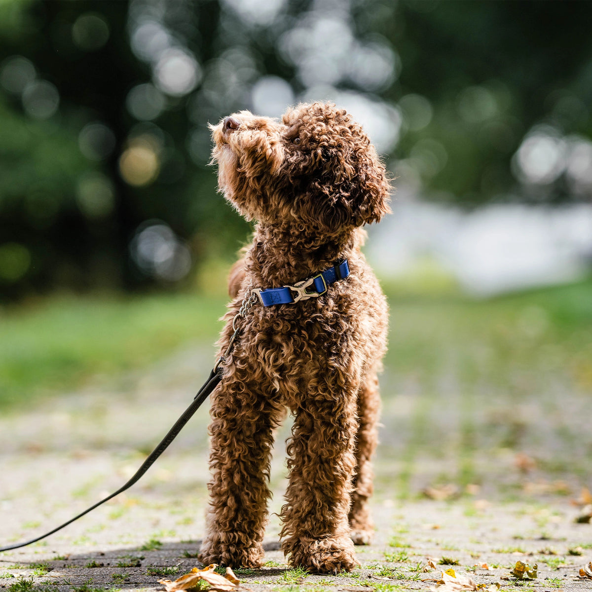 Verstellbares Halsband mit Durchzugskette und Spyder-Verschluss - BioThane®