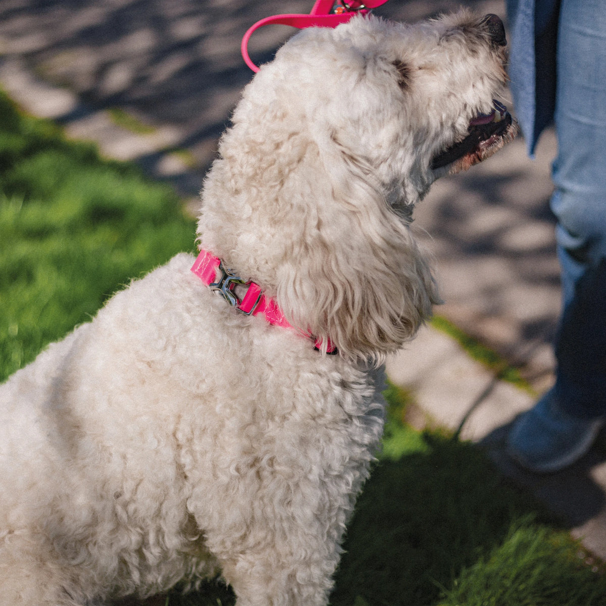 Verstellbares Halsband mit Durchzugskette und Spyder-Verschluss - BioThane®
