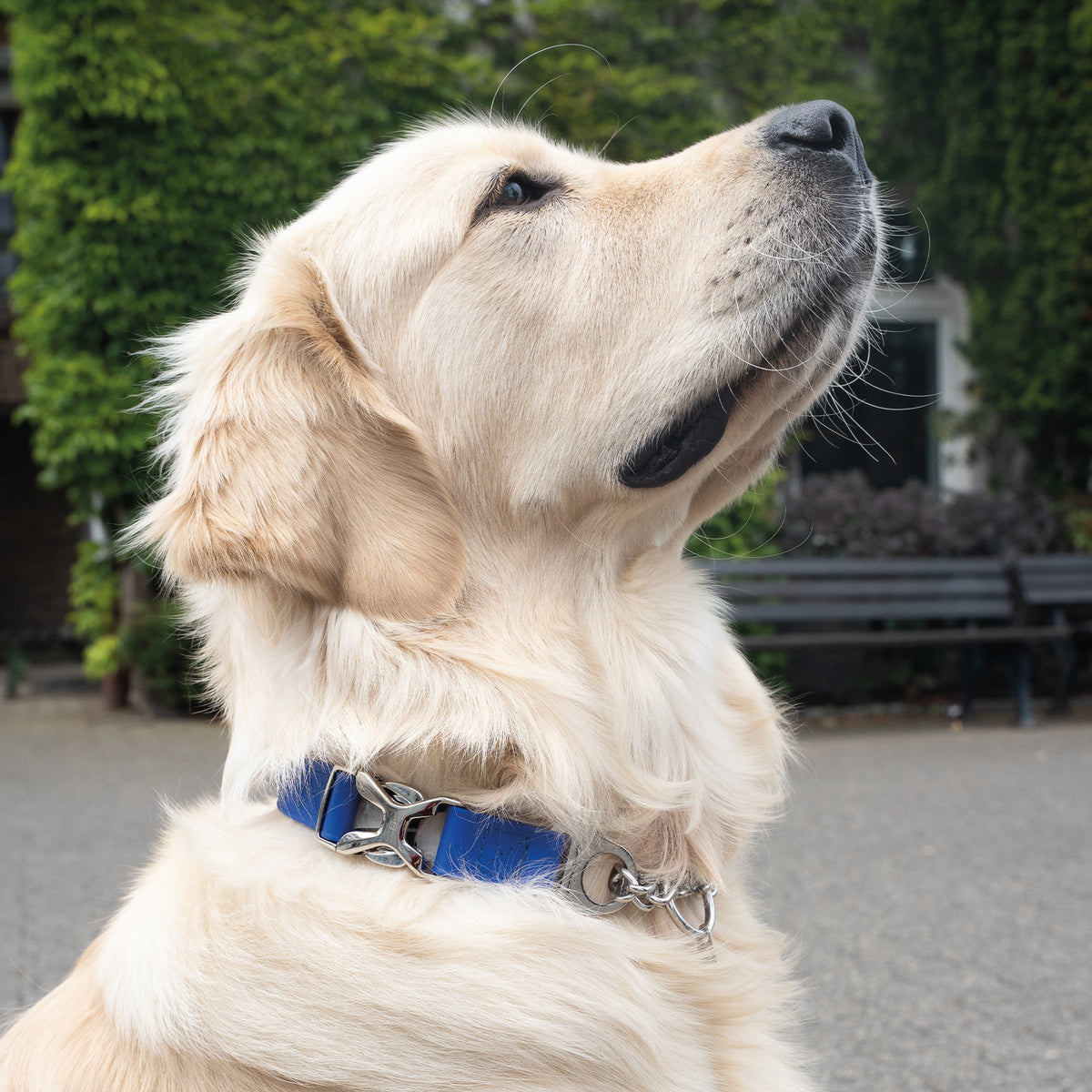 Verstellbares Halsband mit Durchzugskette und Spyder-Verschluss - BioThane®