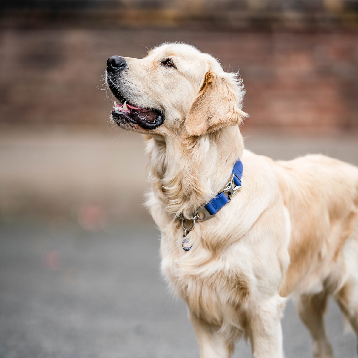 Adjustable Martingale Collar with Spider buckle - BioThane®