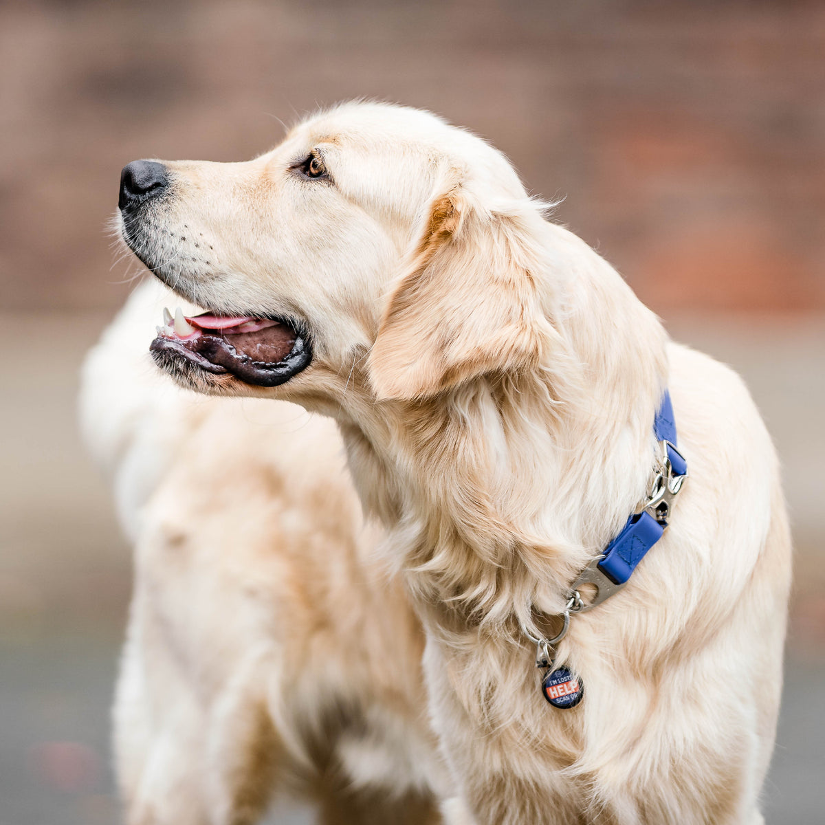 Adjustable Martingale Collar with Spider buckle - BioThane®