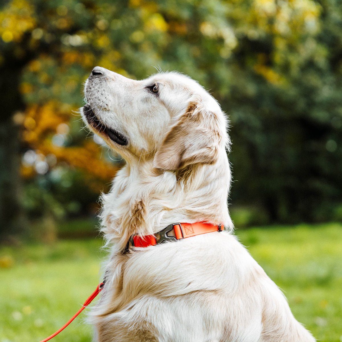 Adjustable Martingale Collar with Spider buckle - BioThane®