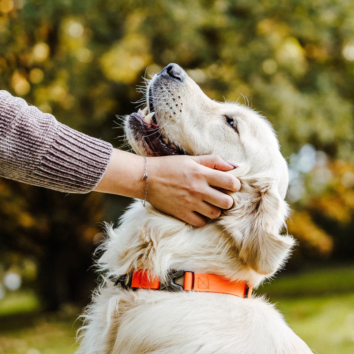 Adjustable Martingale Collar with Spider buckle - BioThane®