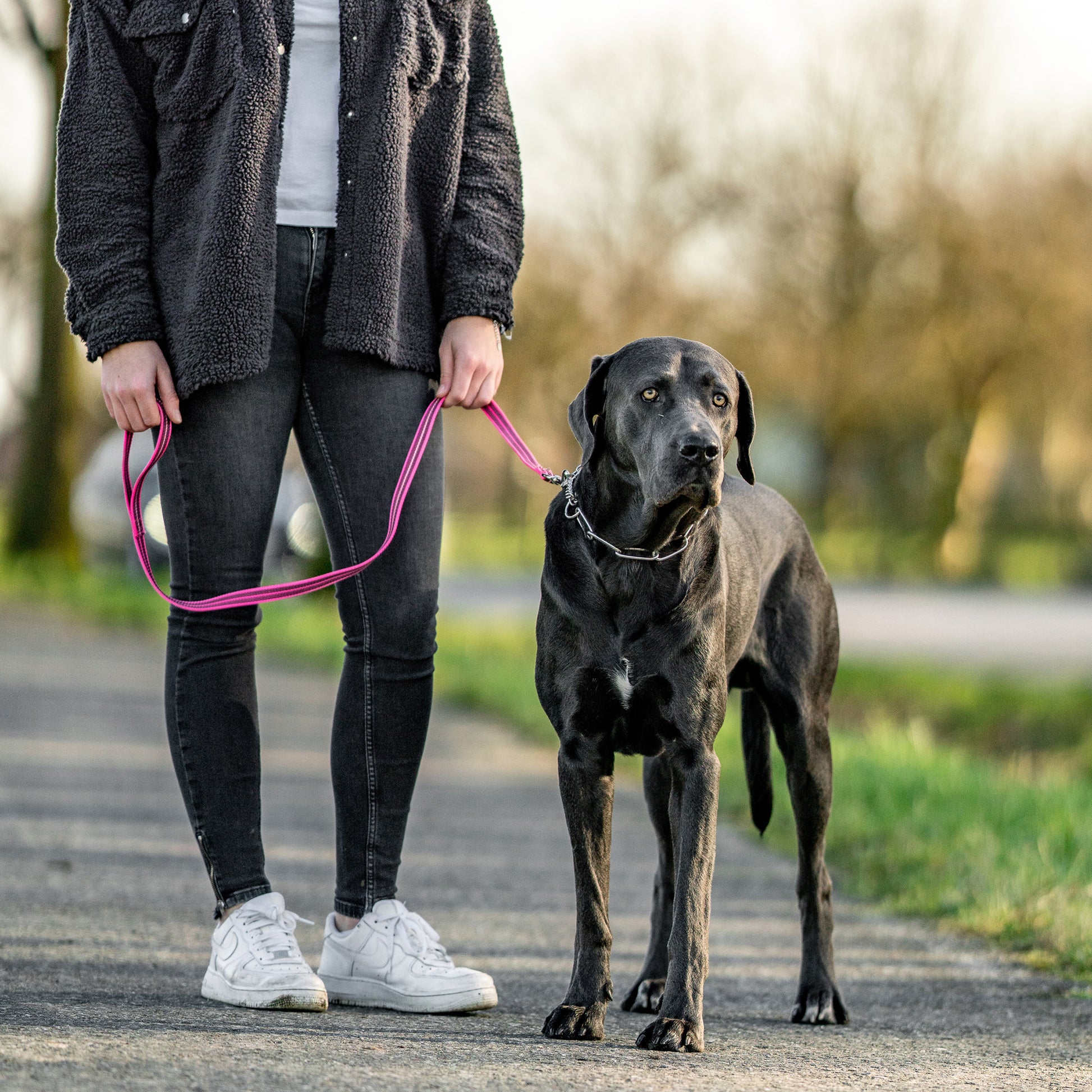 schwarzer Hund mit Edlestahl Kettenhalsband an pinker Hundeleine auf dem Gehweg