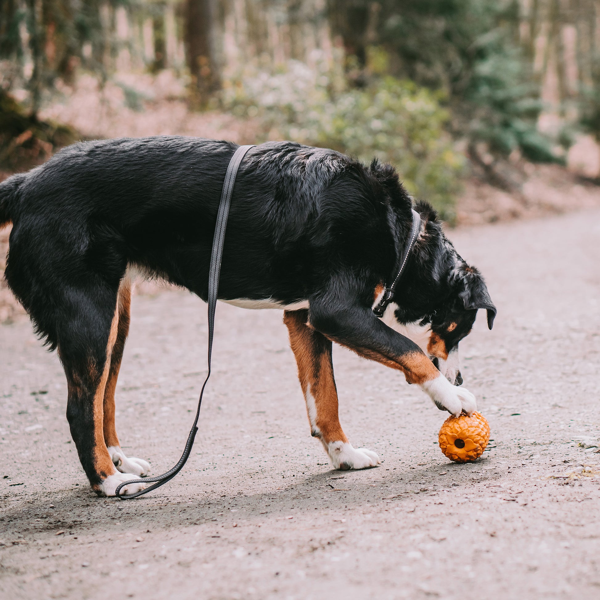 Hund mit Ananaspielzeug im Wald