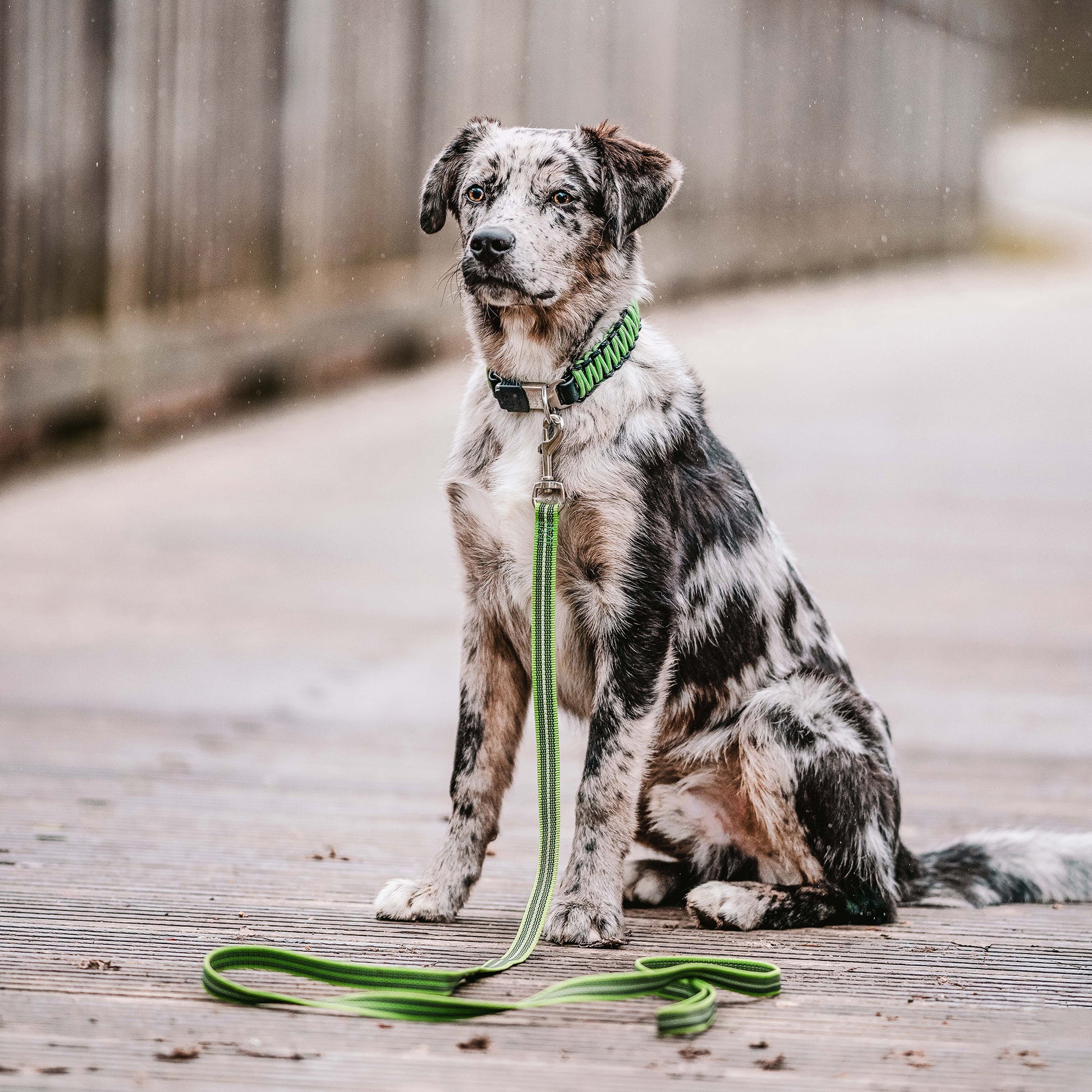 Hund mit grünen Paracord Halbsand und grüner Leine auf einer Holzbrücke