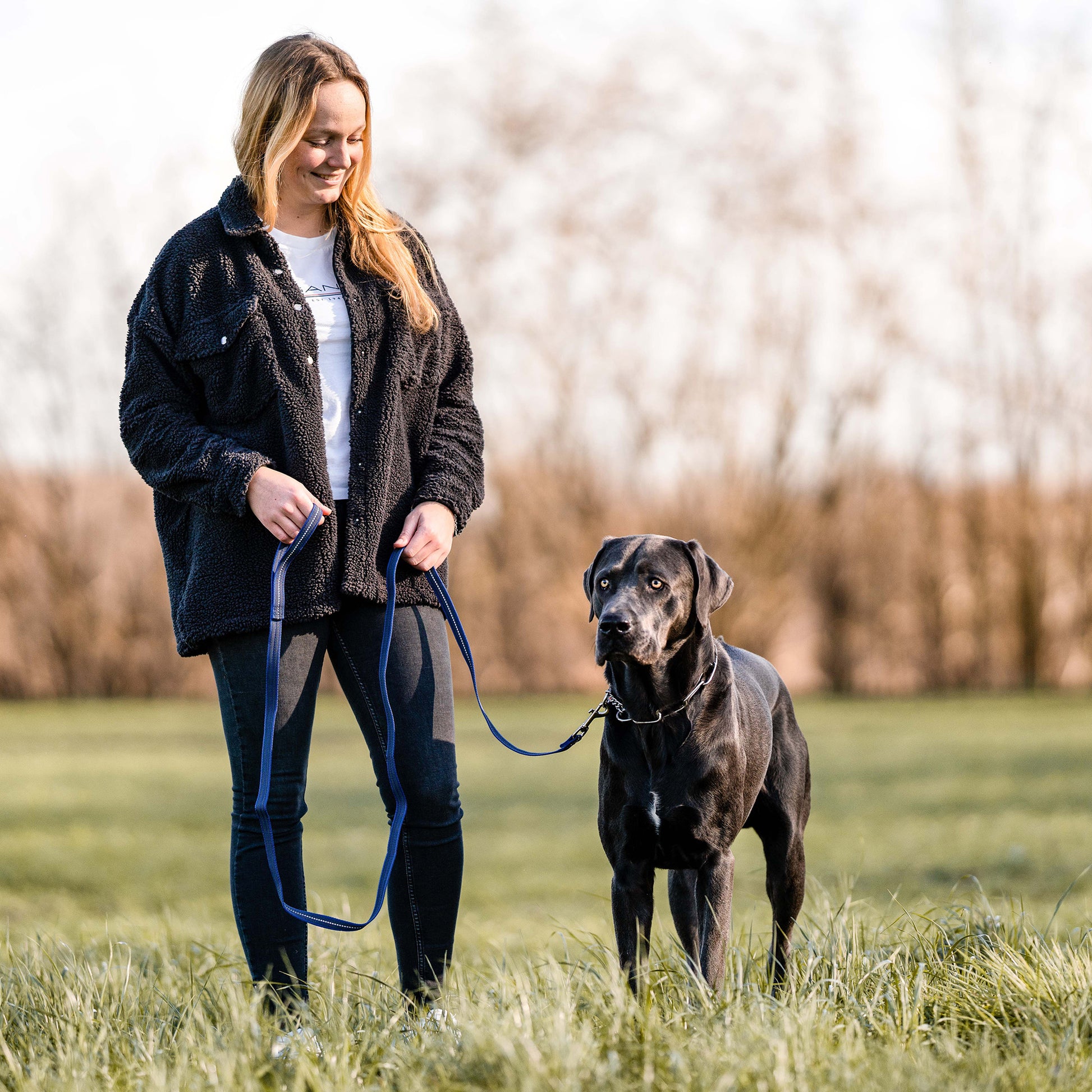 schwarzer Hund mit Edelstahl Kettenhalsband an blauer Hundeleine auf der Wiese
