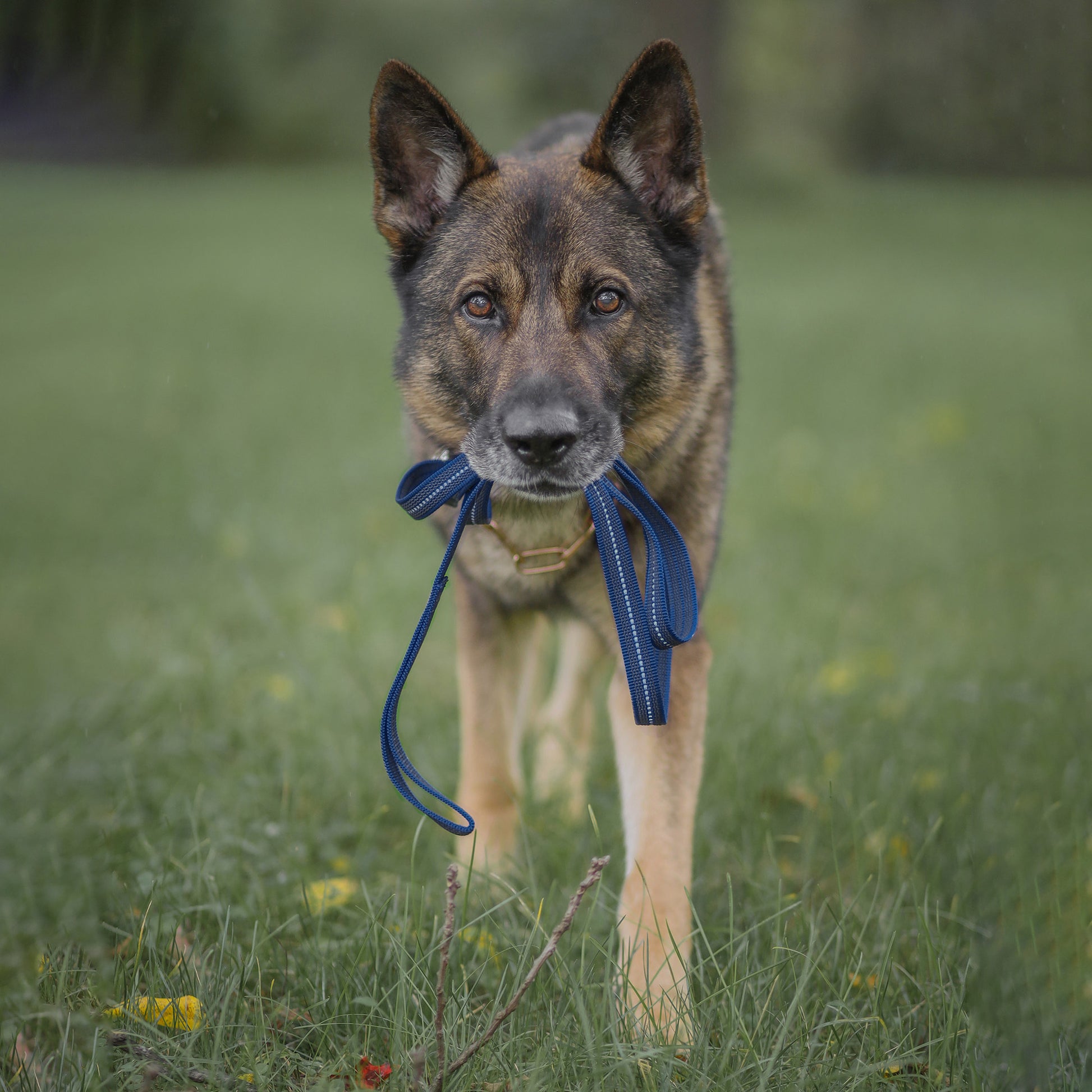 Hund mit blauer Leine im Maul auf der Wiese