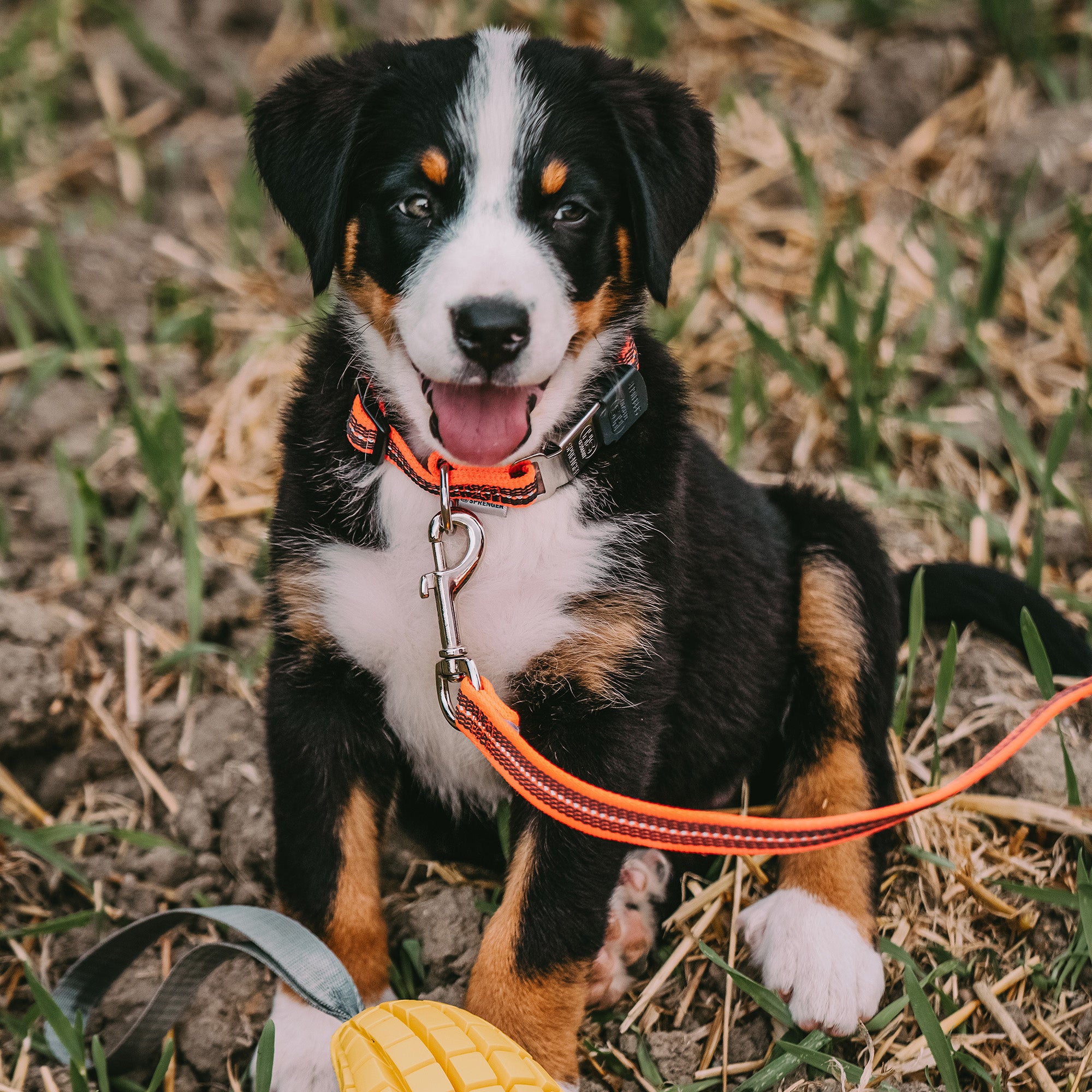 Rubberized leash - with handle