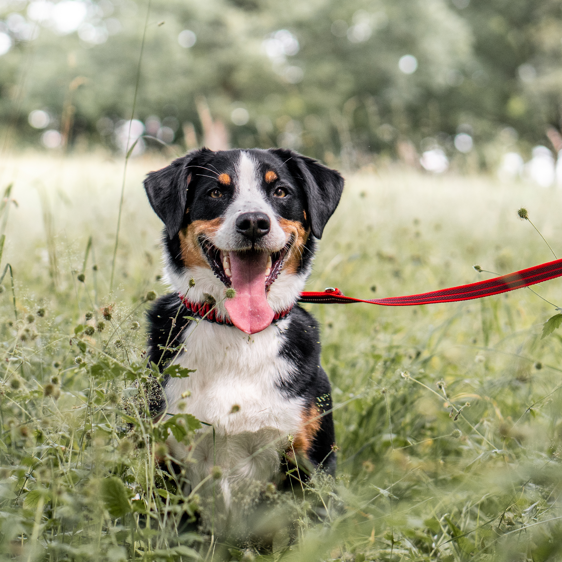 Hund mit roten Paracord Halsband und roter Leine in der Wiese