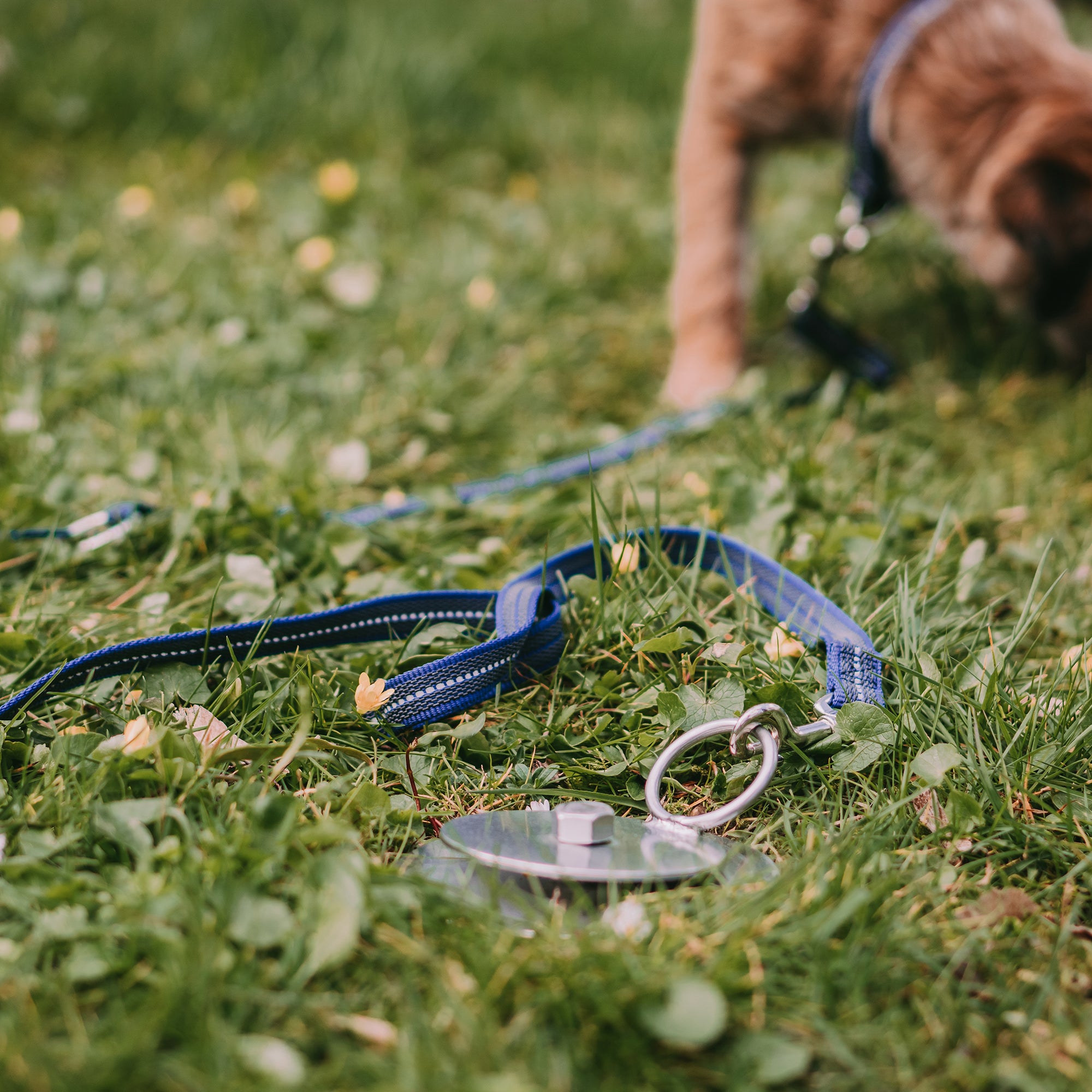 Rubberized leash - 3-times adjustable