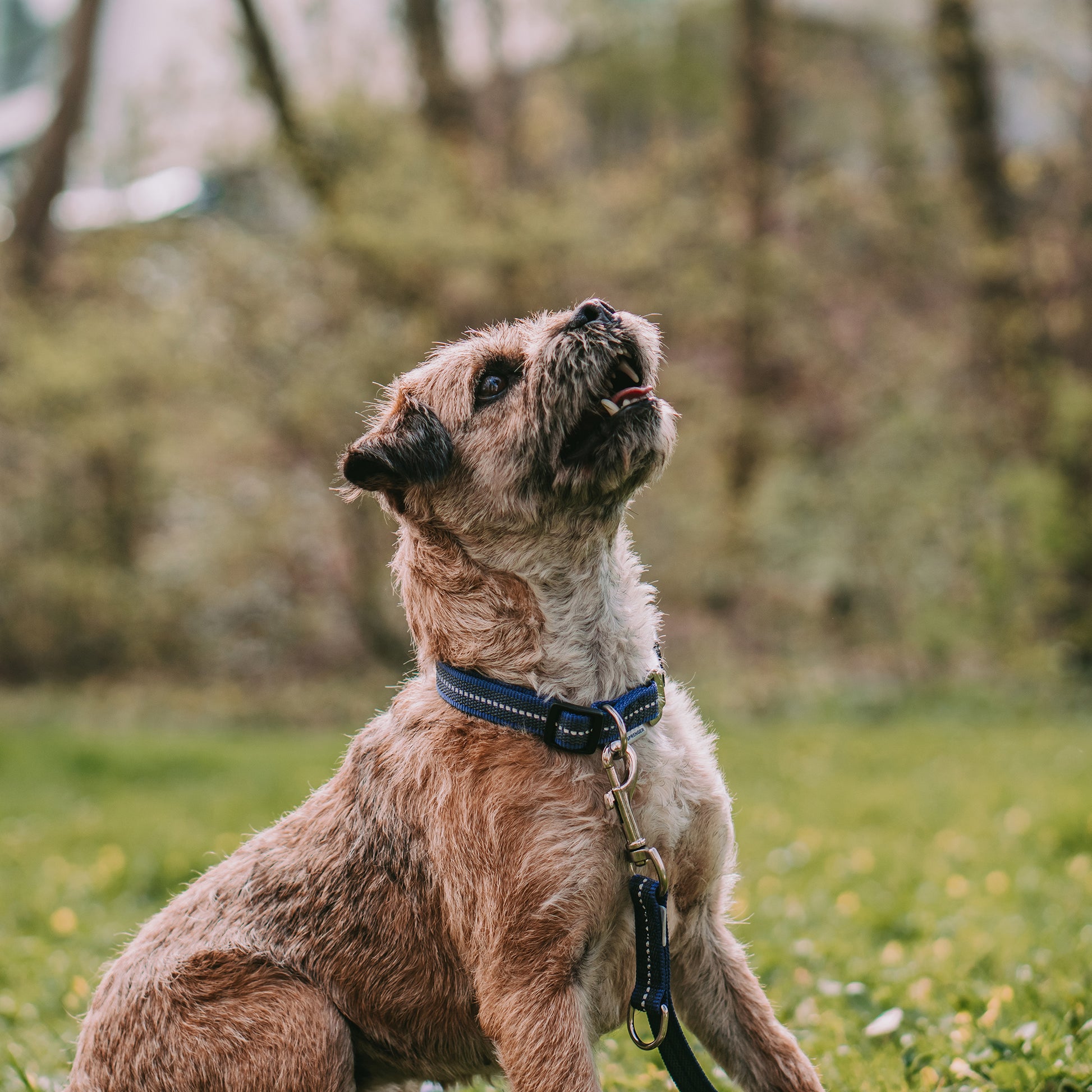 Hund mit blauen Hundehalsband und blauer Leine
