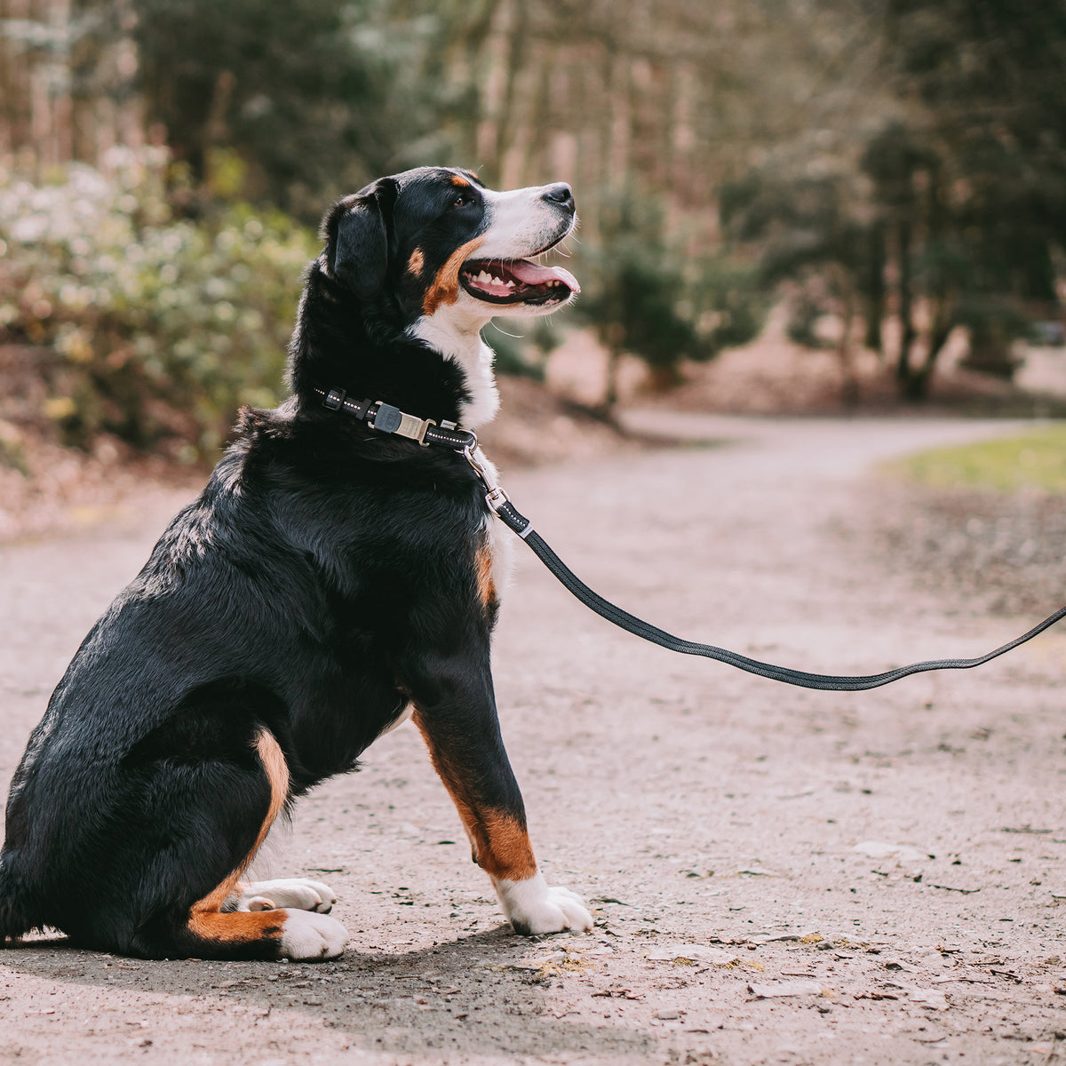 Hund mit verstellbaren schwarzen Halsband und Leine auf einem Waldweg