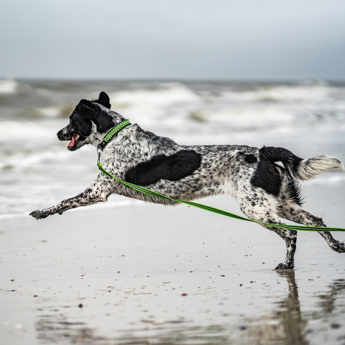 Hund mit grünen Paracord Halsband und Leine am Strand