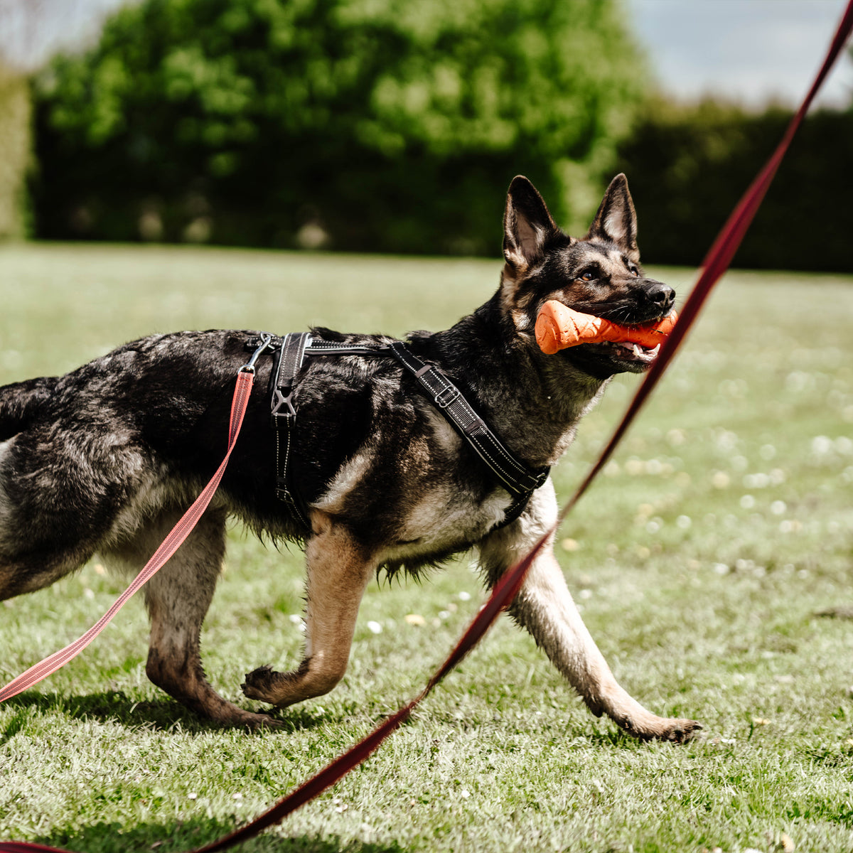 Hund mit orangener Apportierhantel, schwarzen Y-Geschirr und roter Suchleine