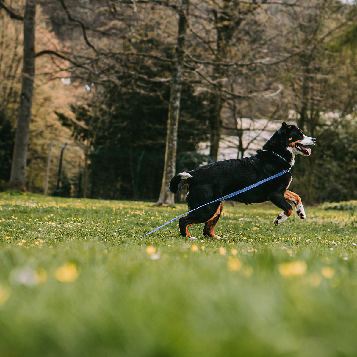 Hund mit blauen Halsband und Leine auf der Wiese