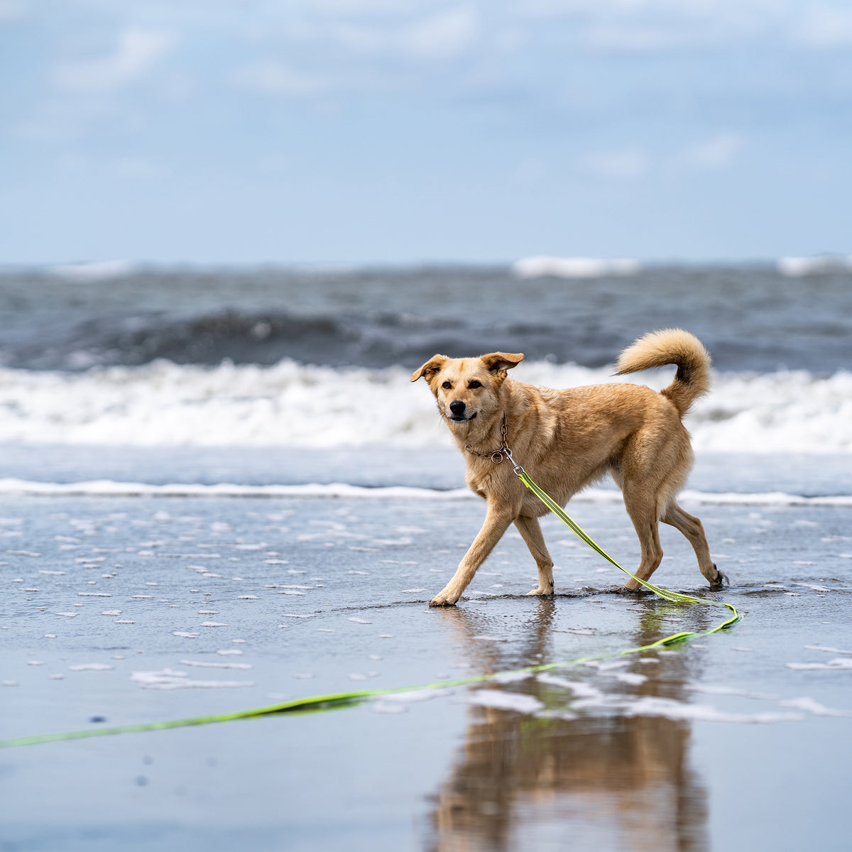 Hund mit Curogan Kettenhalsband und neongelber Suchleine am Strand
