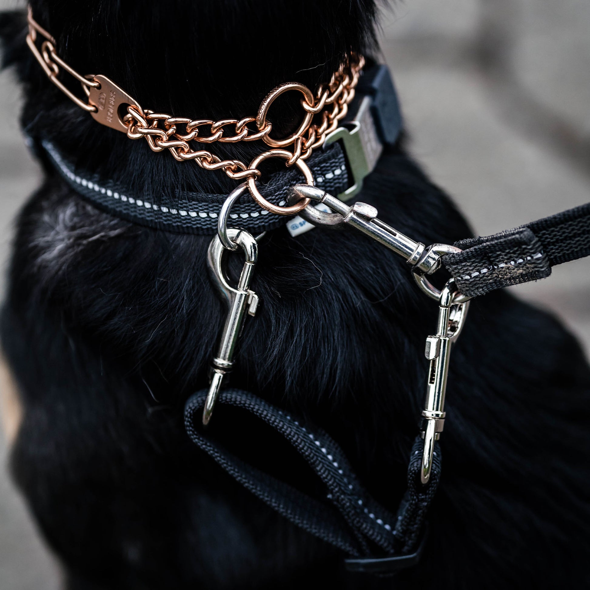 Safety Clip schwarz verbunden an Curogan Dressurhalskette und schwarzen Halsband am Hund