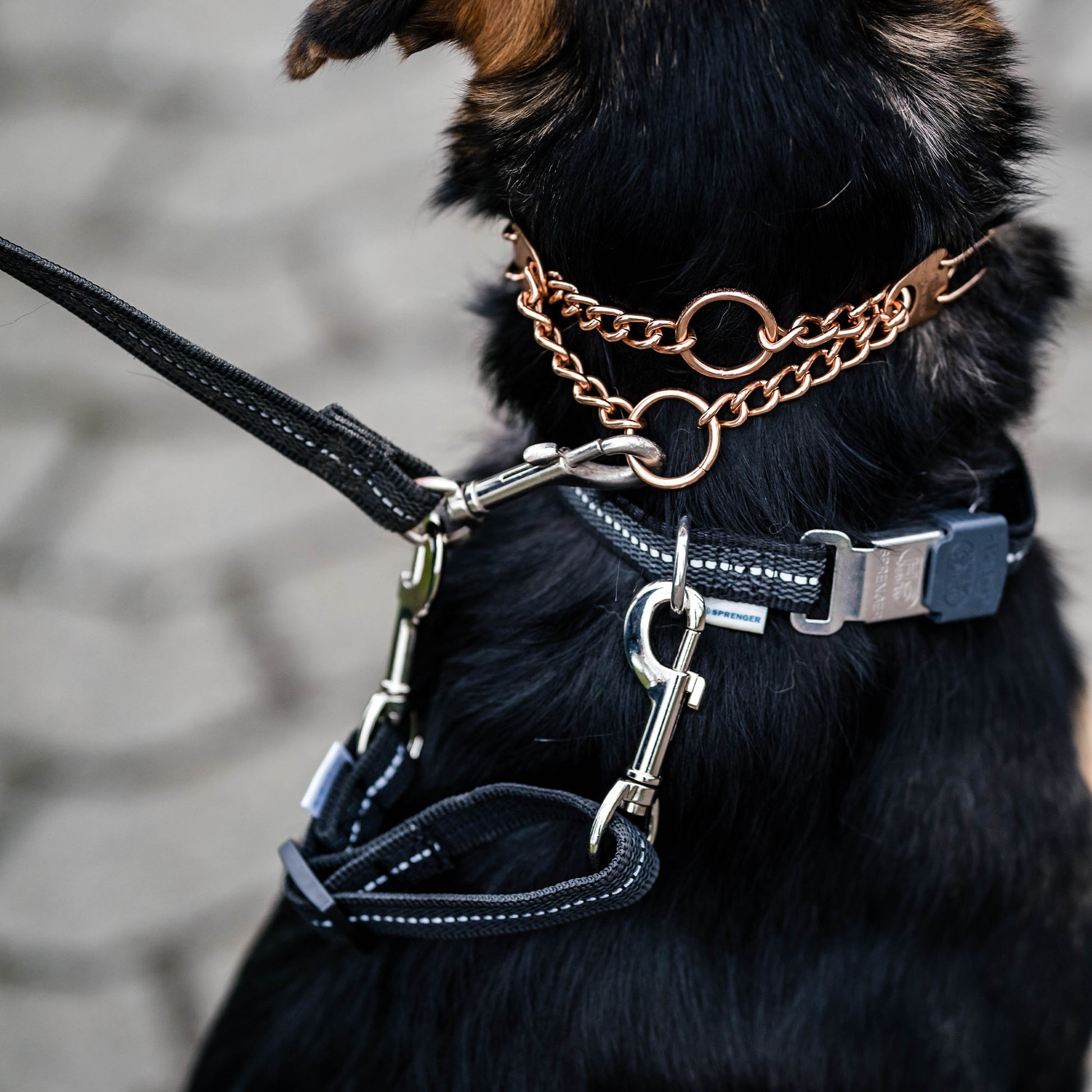 Safety Clip schwarz verbunden an Curogan Dressurhalskette und schwarzen Halsband am Hund