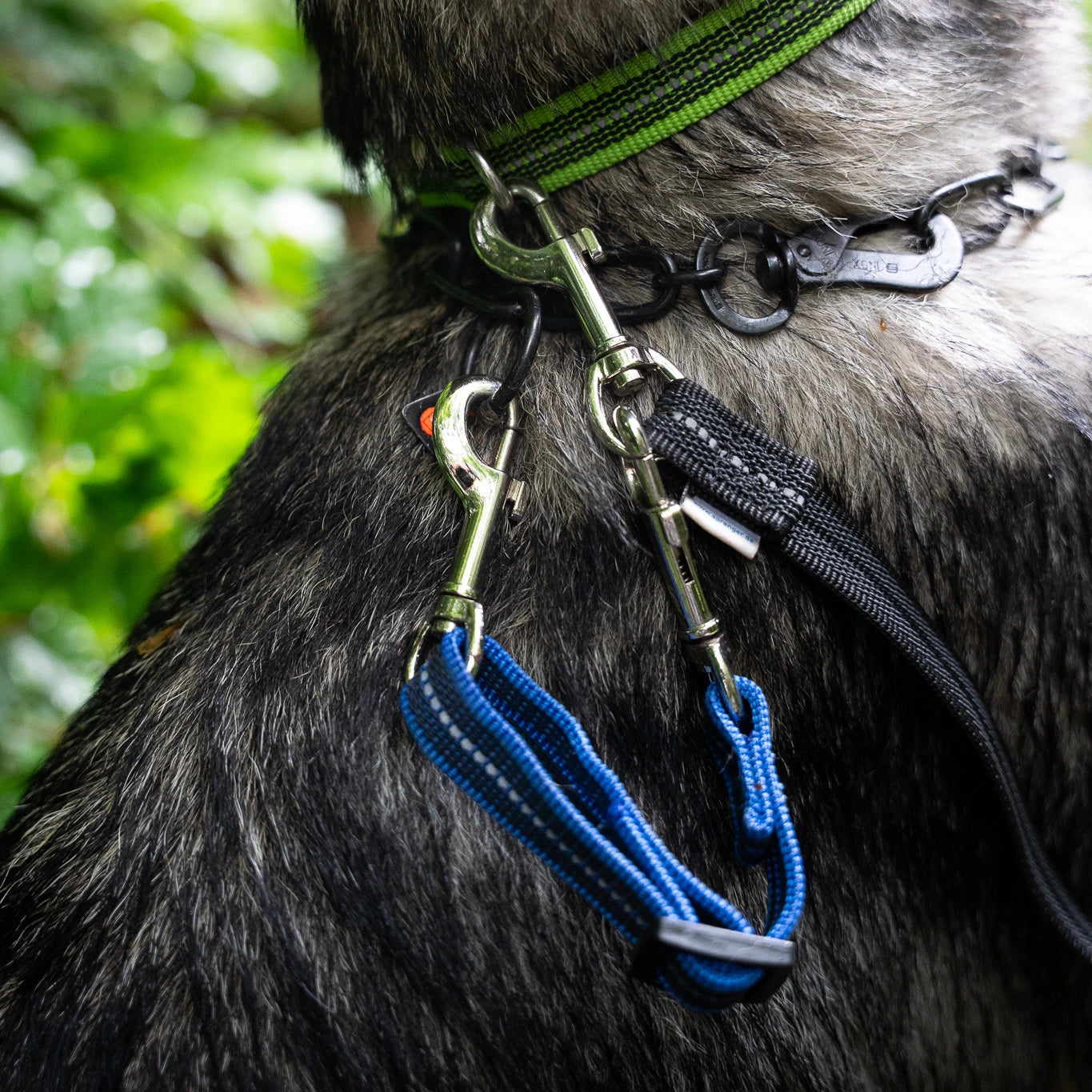 blauer Safety Clip am Hund