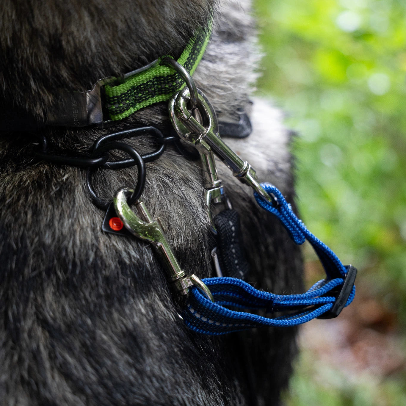 blauer Safety Clip am Hund