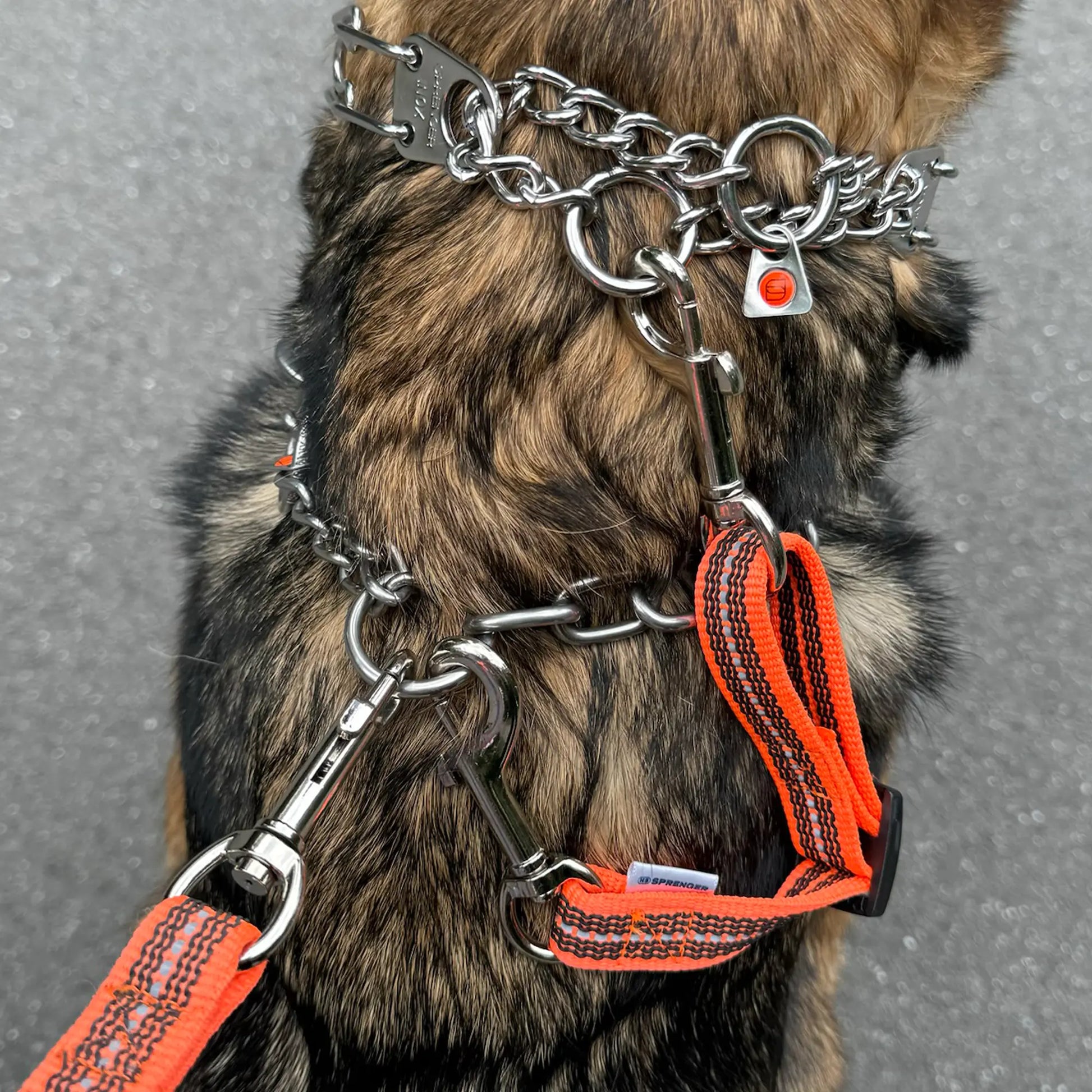 Safety Clip orange verbunden an 2 Edelstahl Halsbändern am Hund