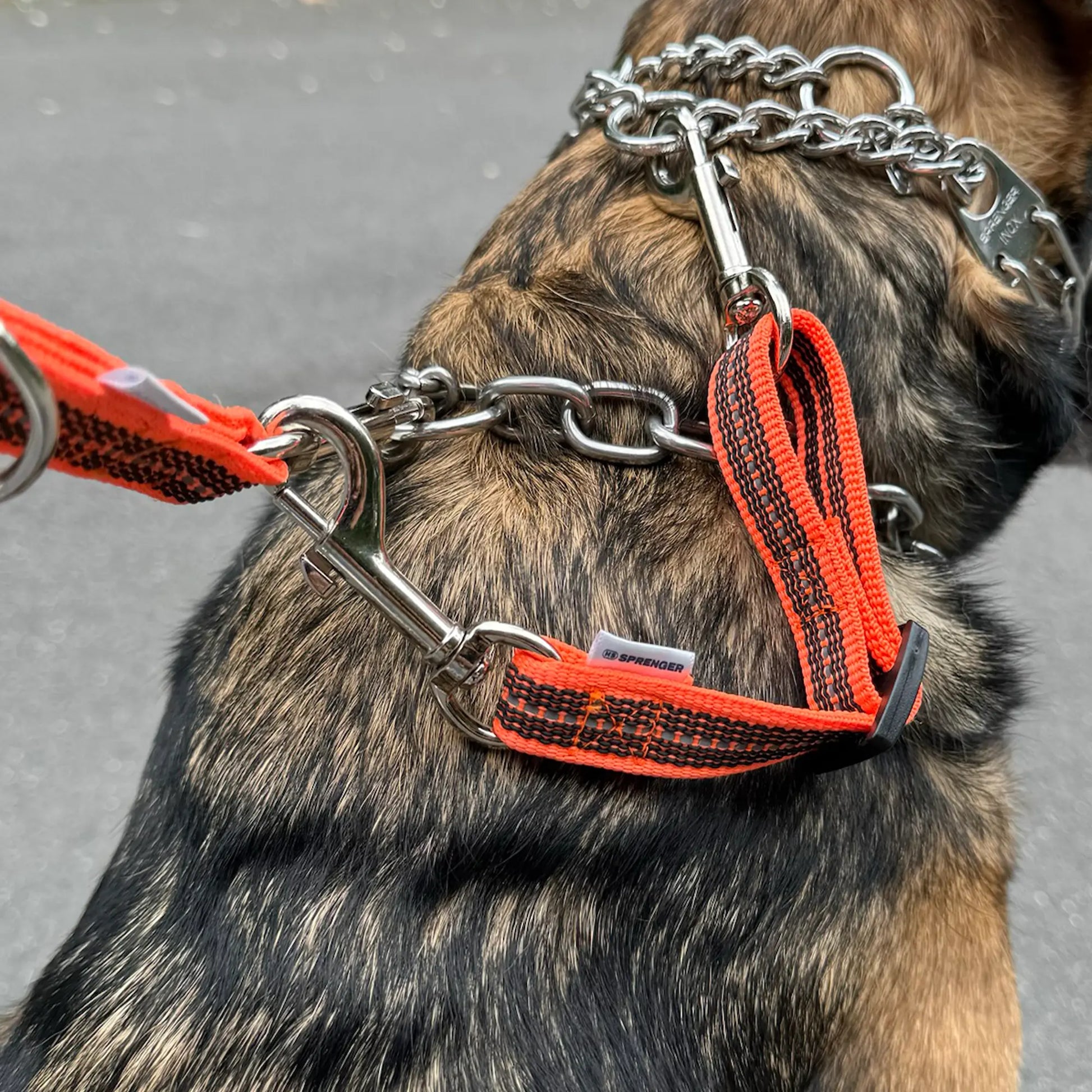 Safety Clip orange verbunden an 2 Edelstahl Halsbändern am Hund