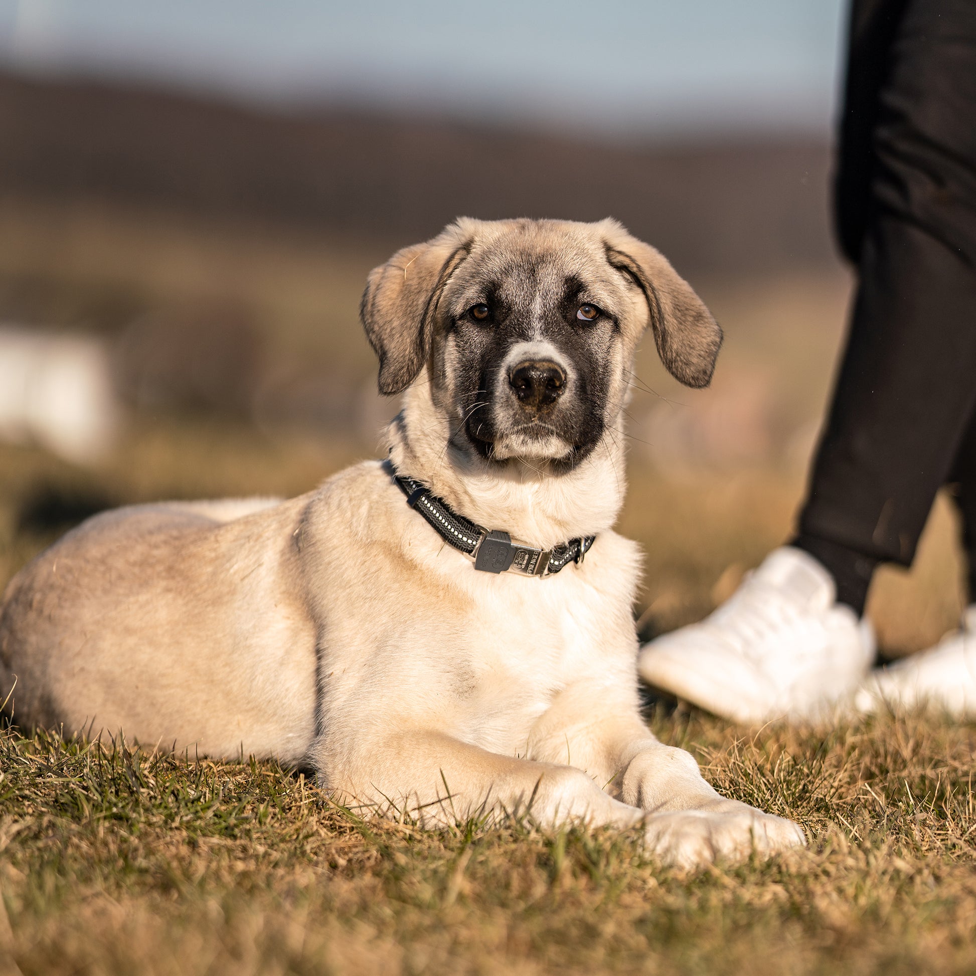 Hund mit schwarzen Halsband auf der Wiese liegend