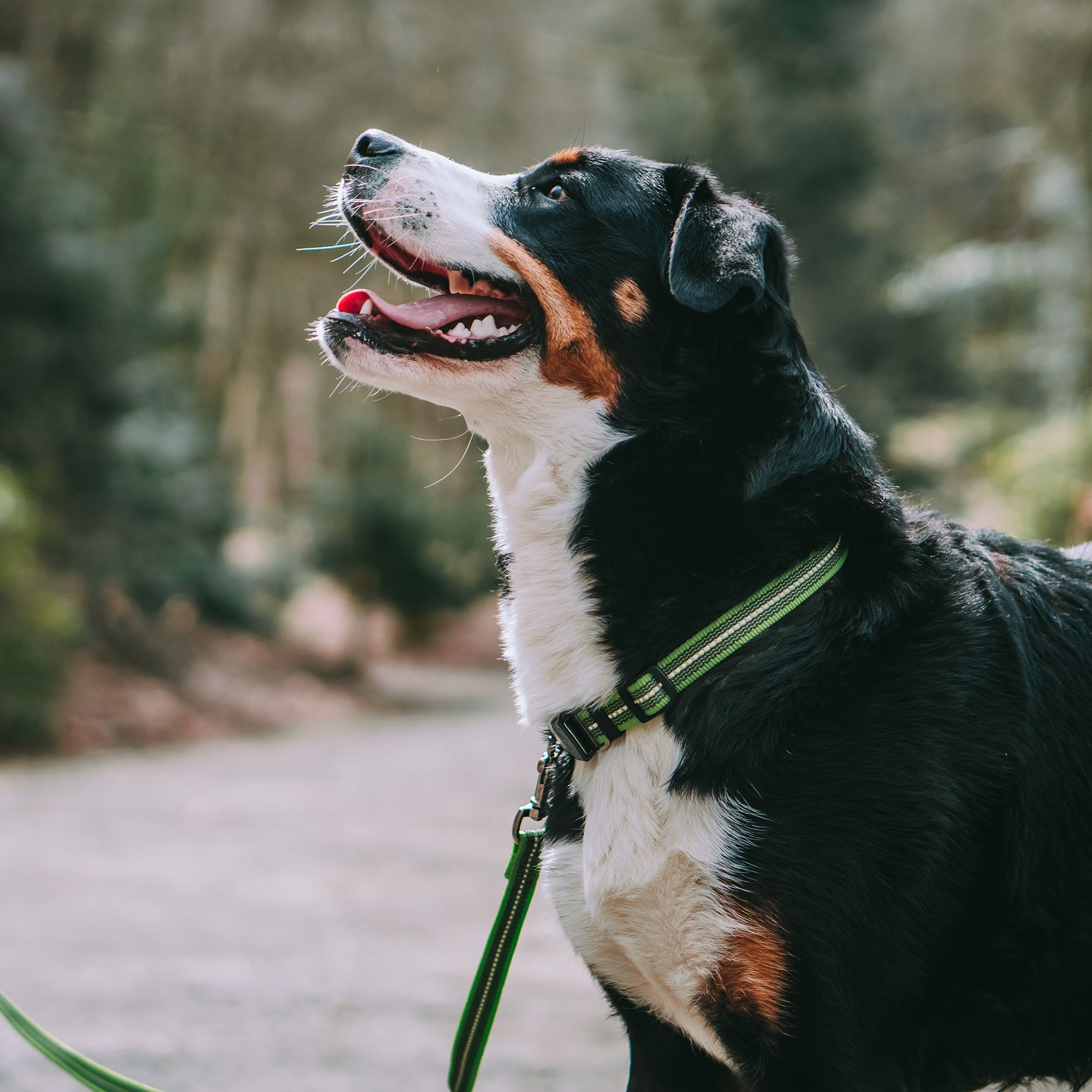 Adjustable Dog Collar - reflecting