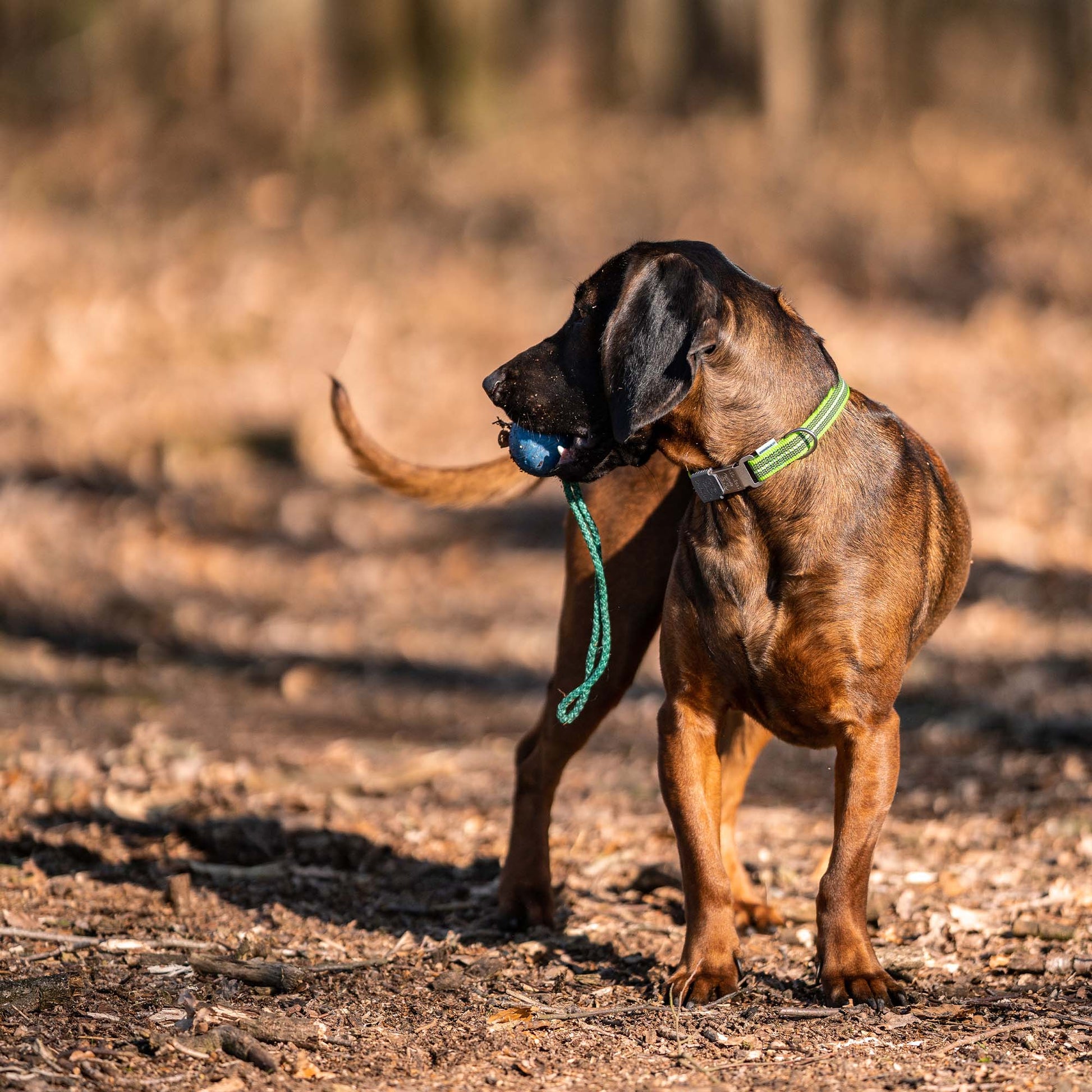 Hund mit grünen Halband und Spielball am Seil im Wald