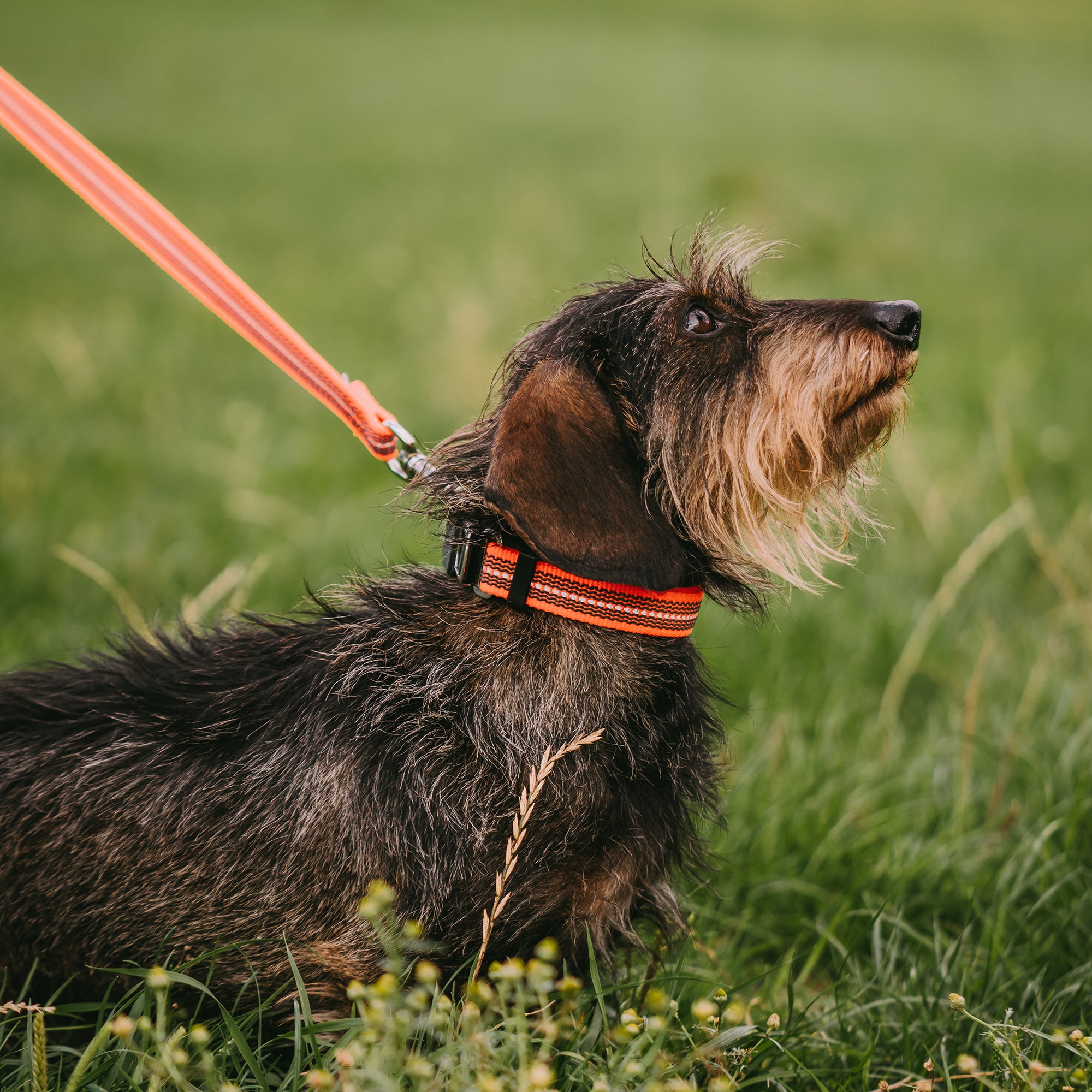 Adjustable Dog Collar - reflecting