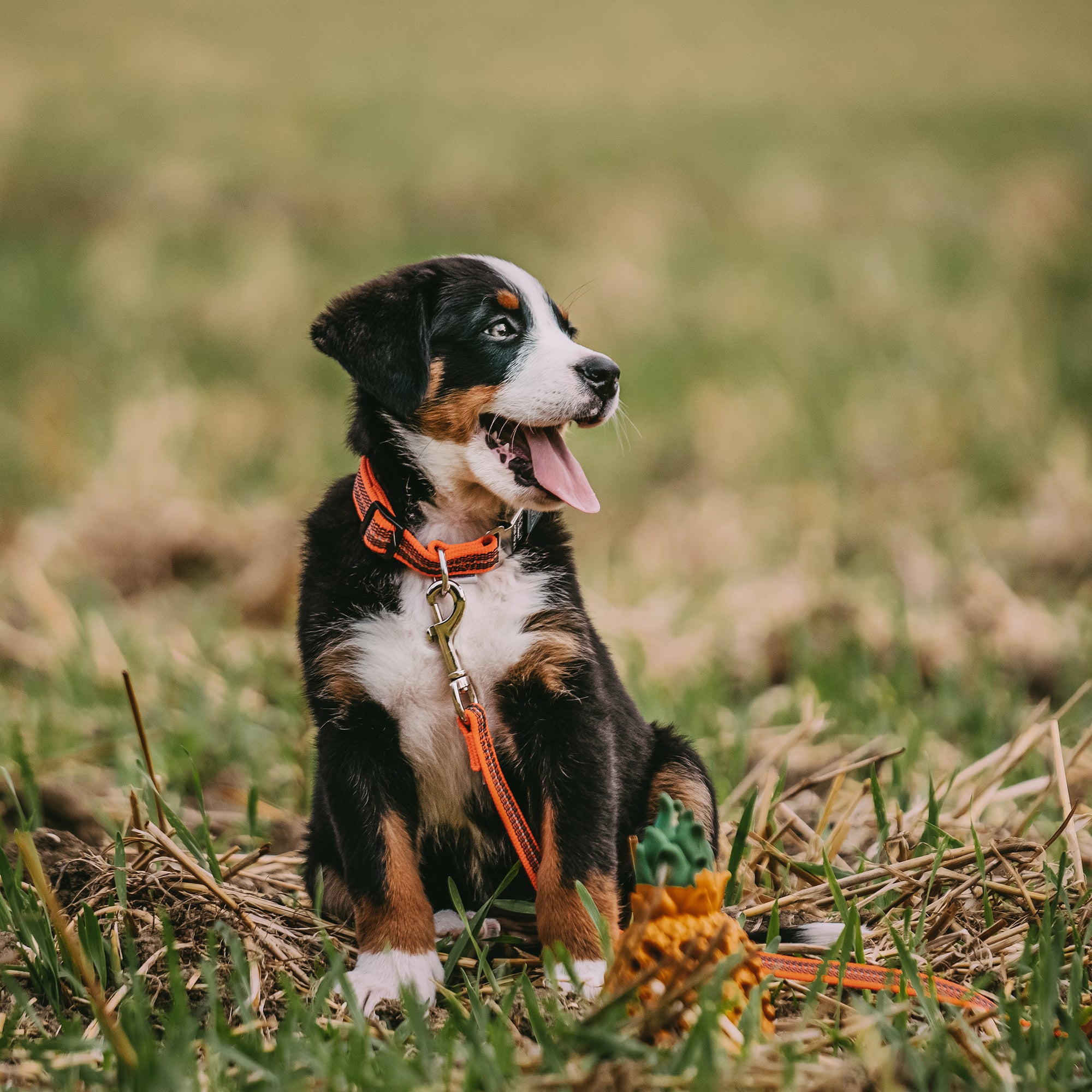 Collier de chien réglable - réfléchissant