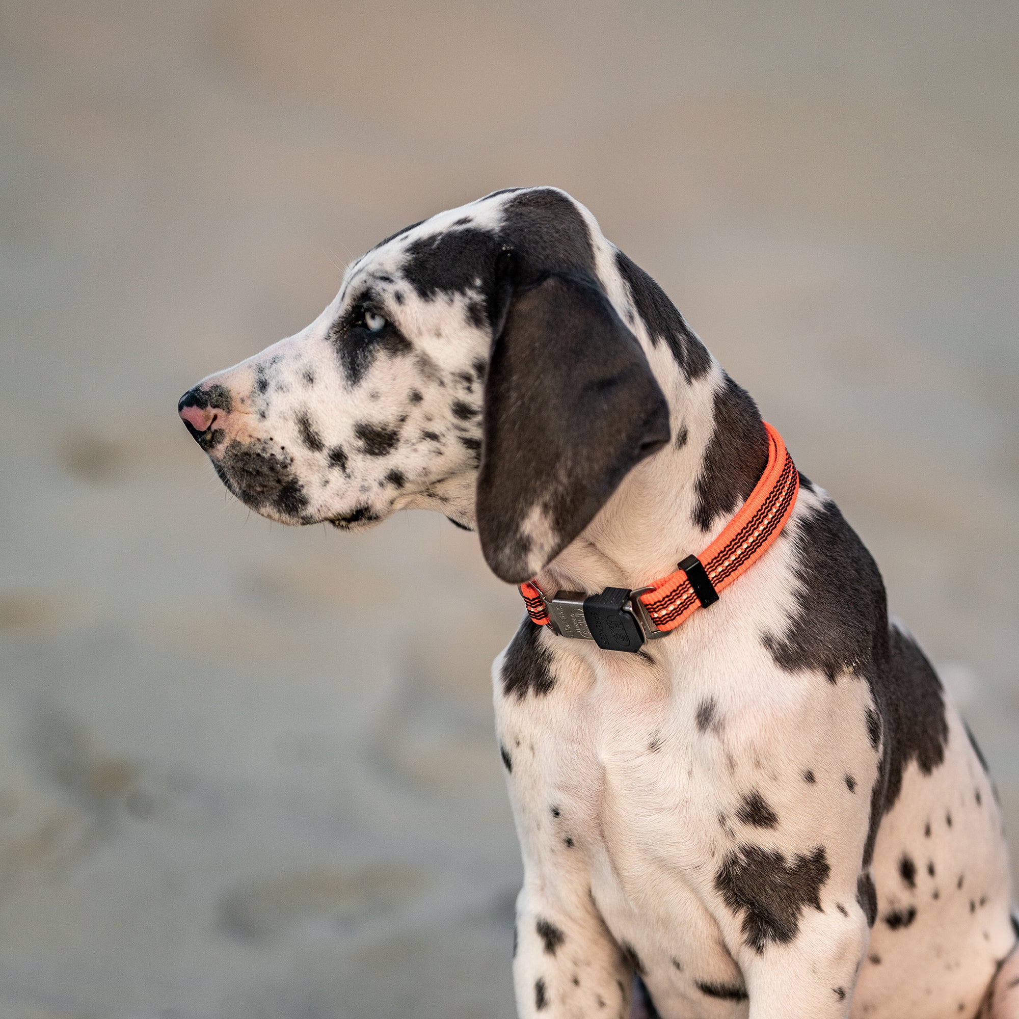 Collar ajustable para perros - Reflectante