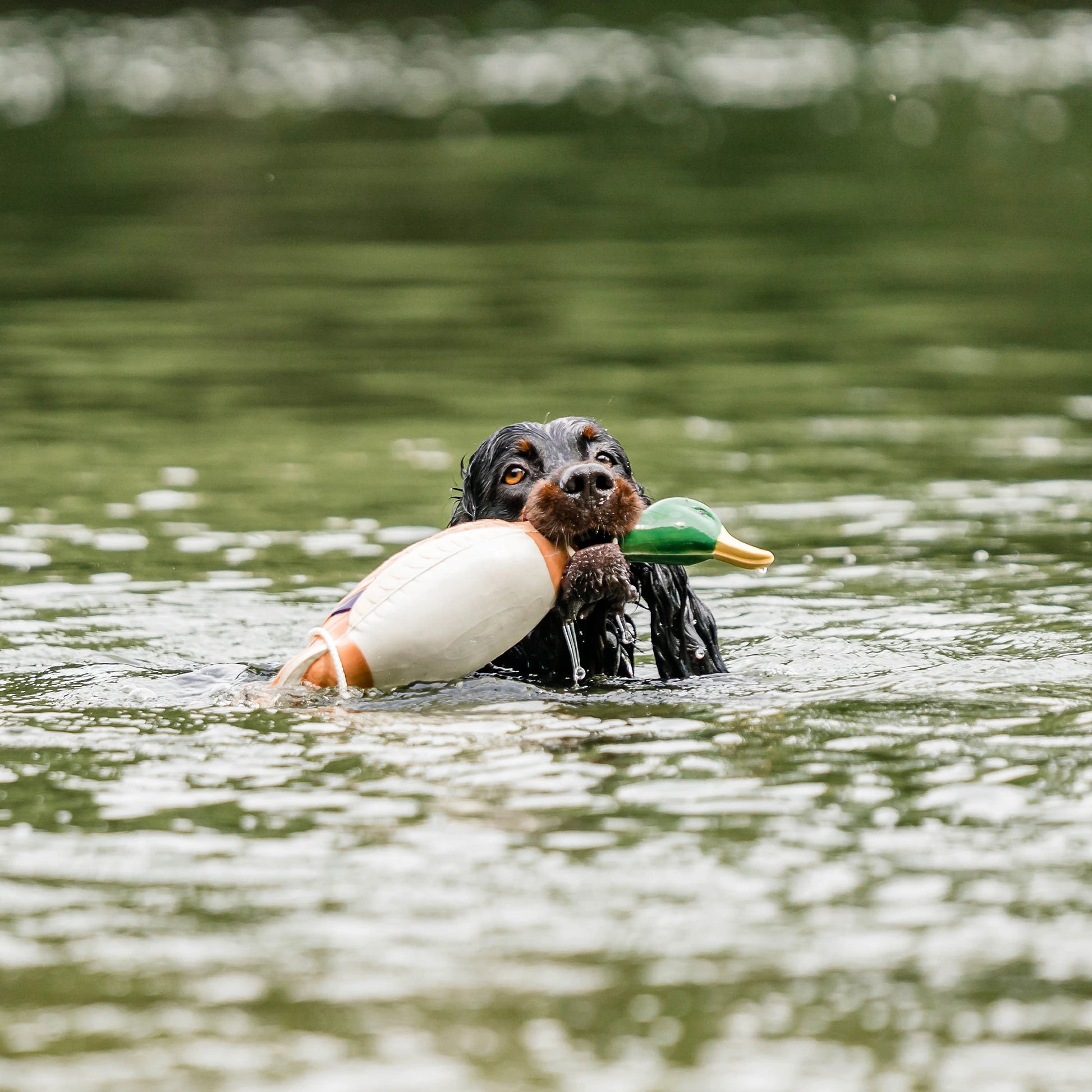 Hund mit Apportierdummy Ente im Wasser schwimmend