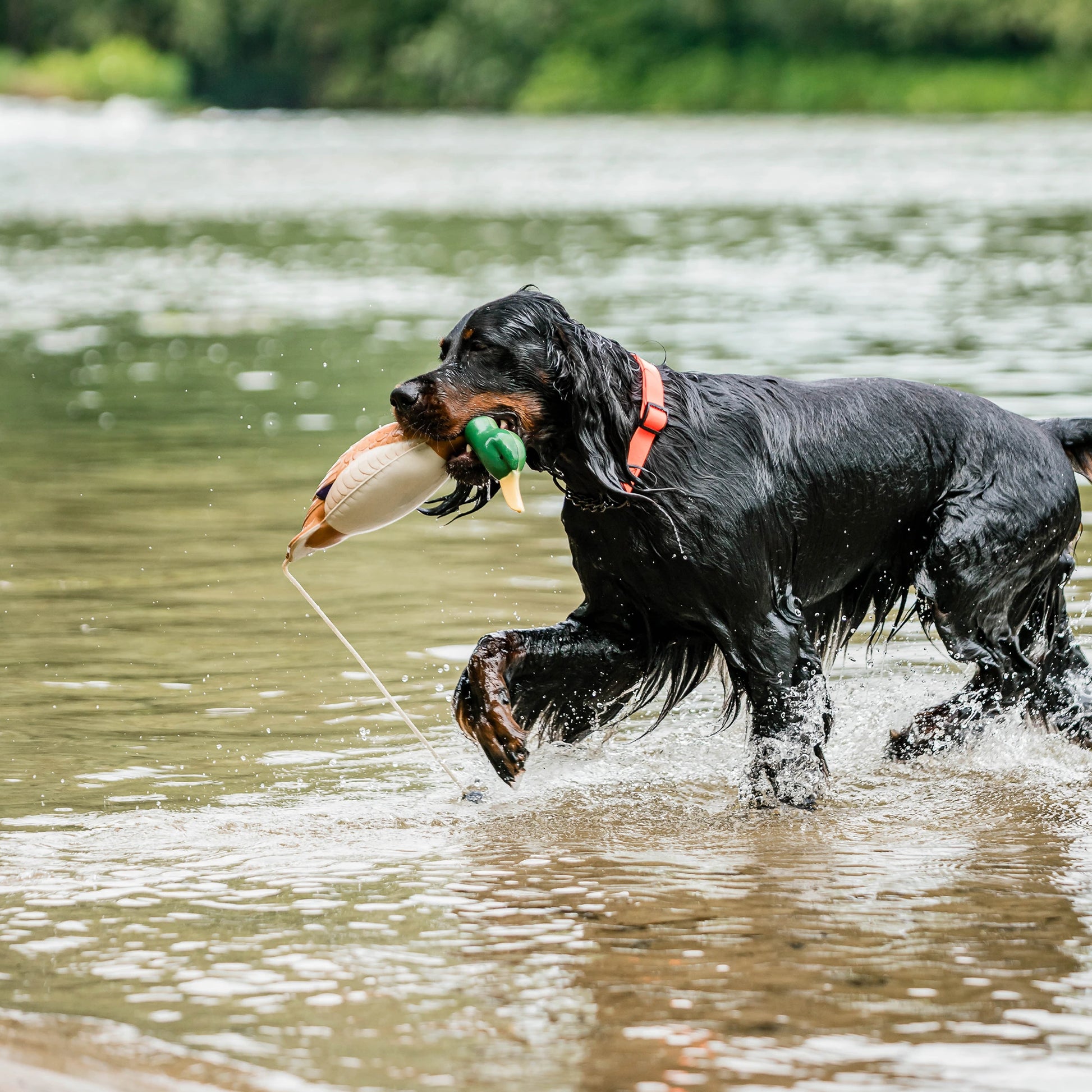 Nasser Hund mit Apportierdummy Ente im Wasser
