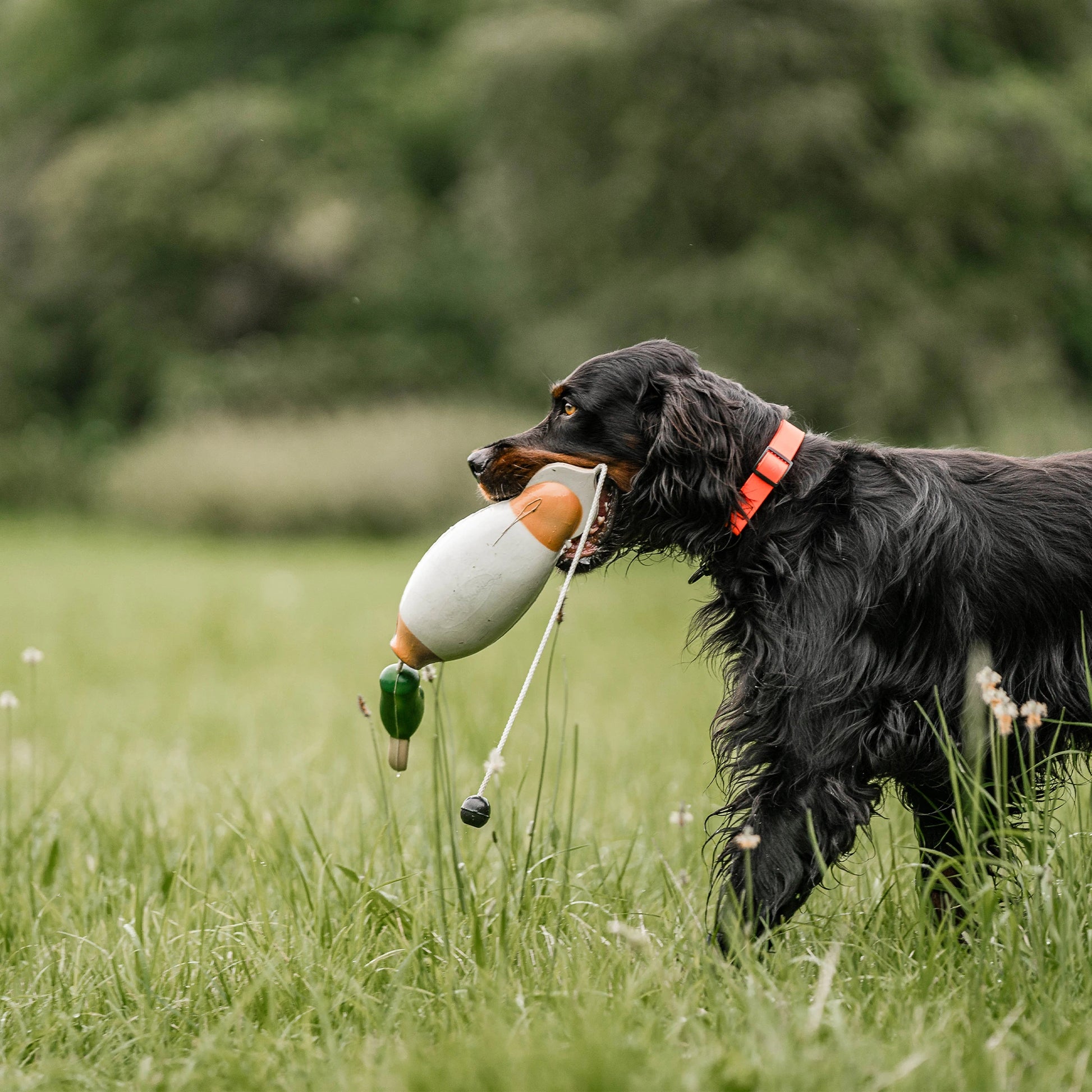 Hund mit Apportierdummy Ente auf der Wiese