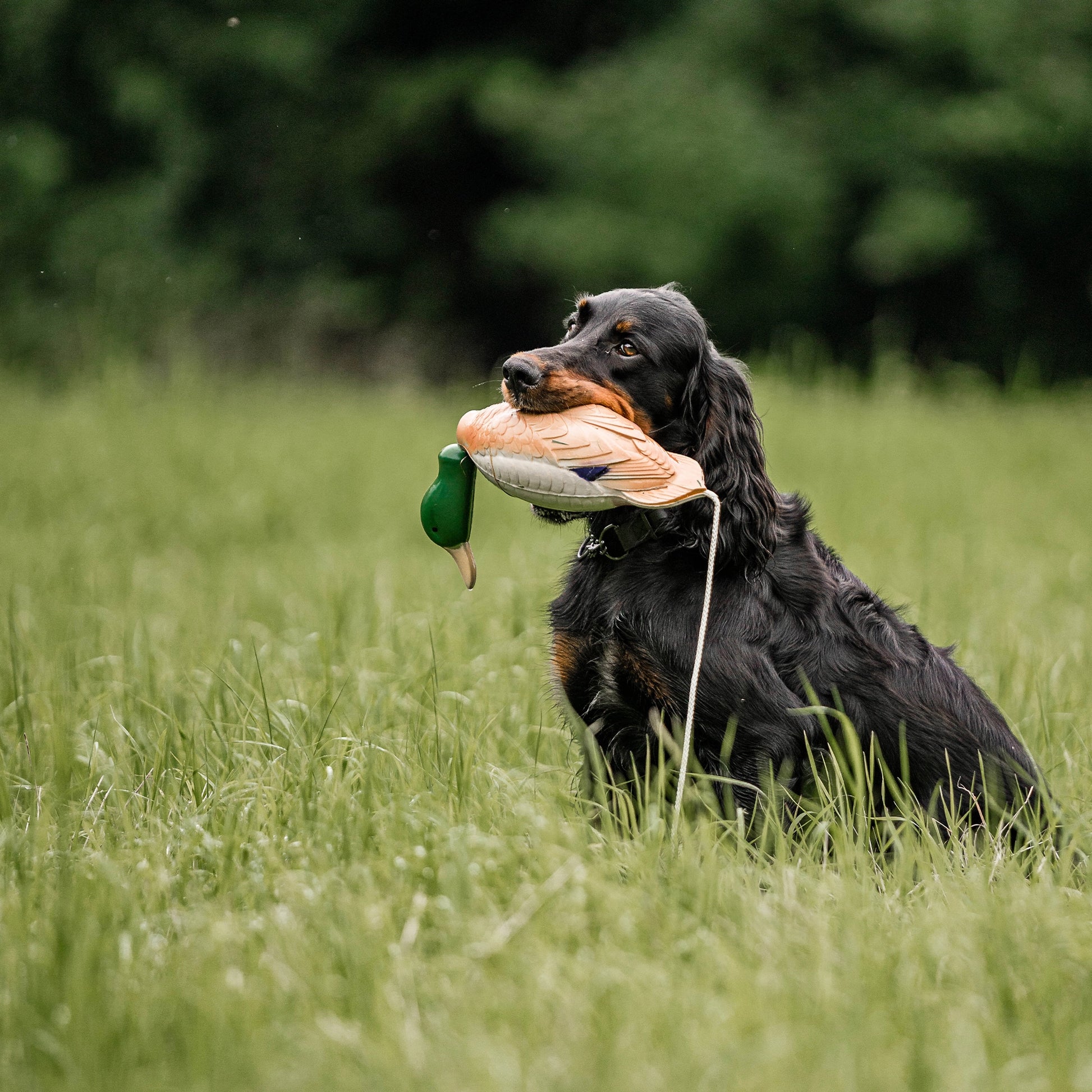 Hund mit Apportierdummy Ente auf der Wiese