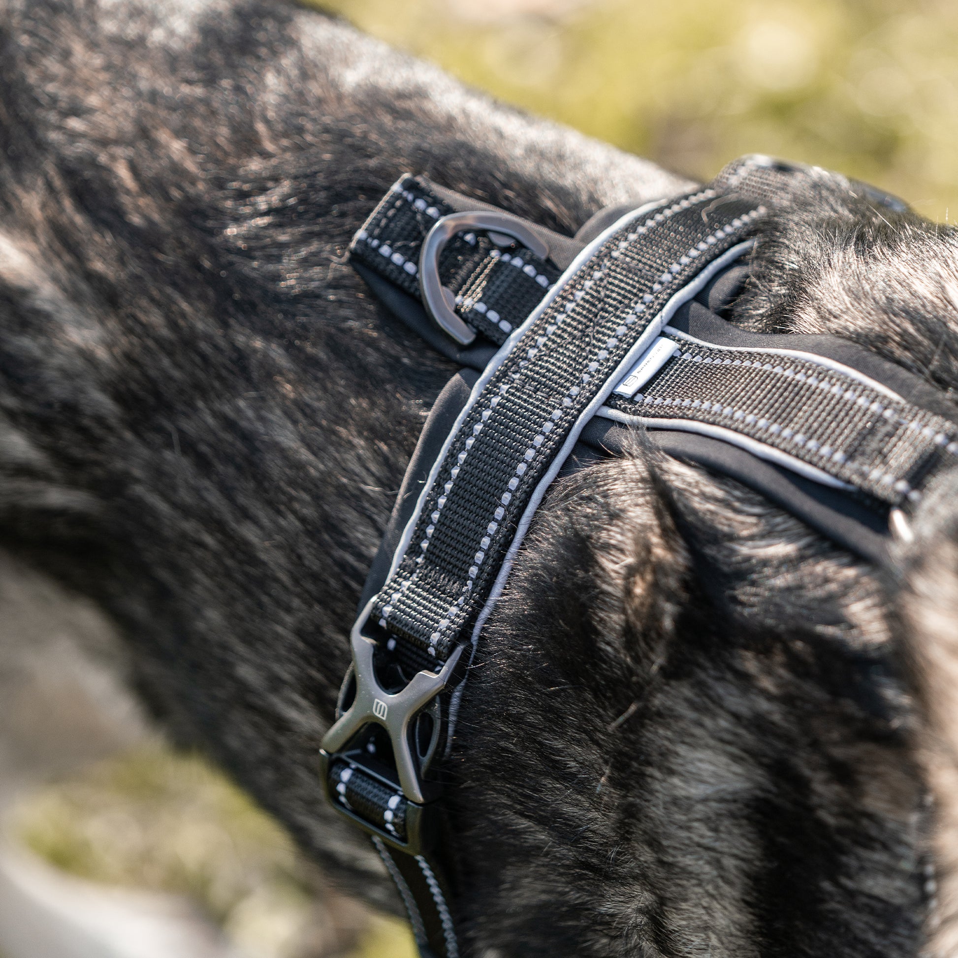 Nahaufnahme schwarzes Y-Geschirr am Hund