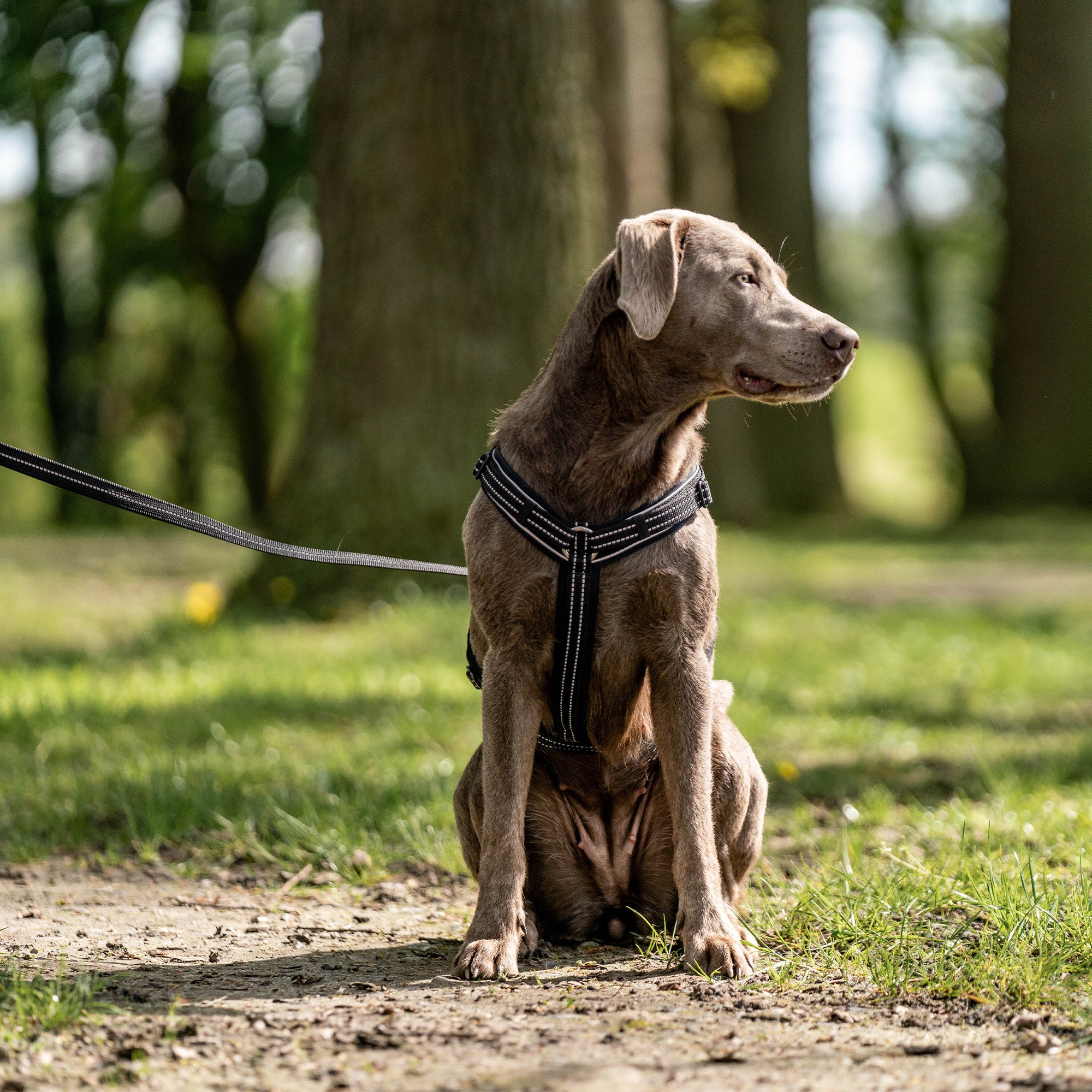 Harnais en Y pour chiens