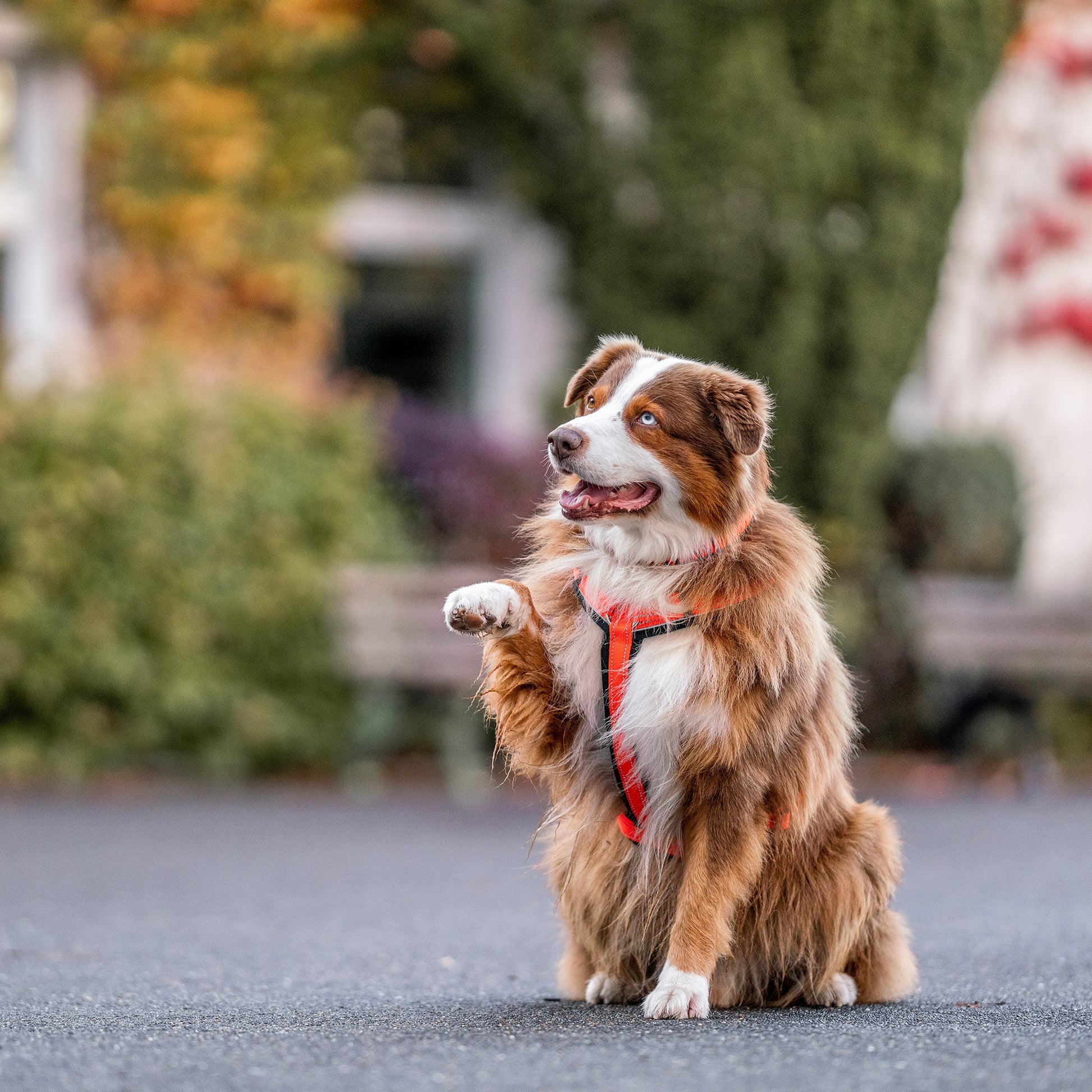 Hund mit orangenen Y-Geschirr gibt Pfote
