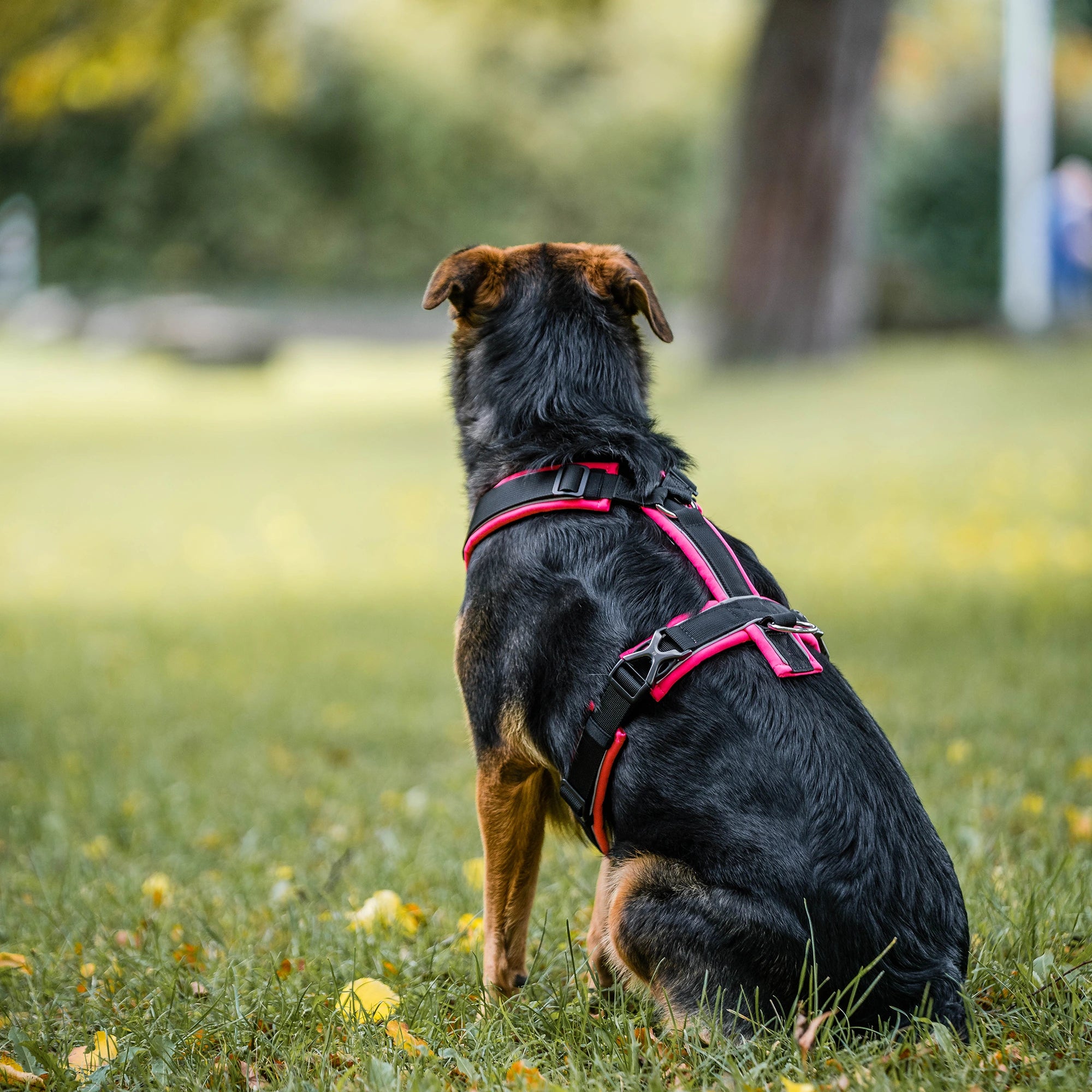 Harnais en Y pour chiens 2.0