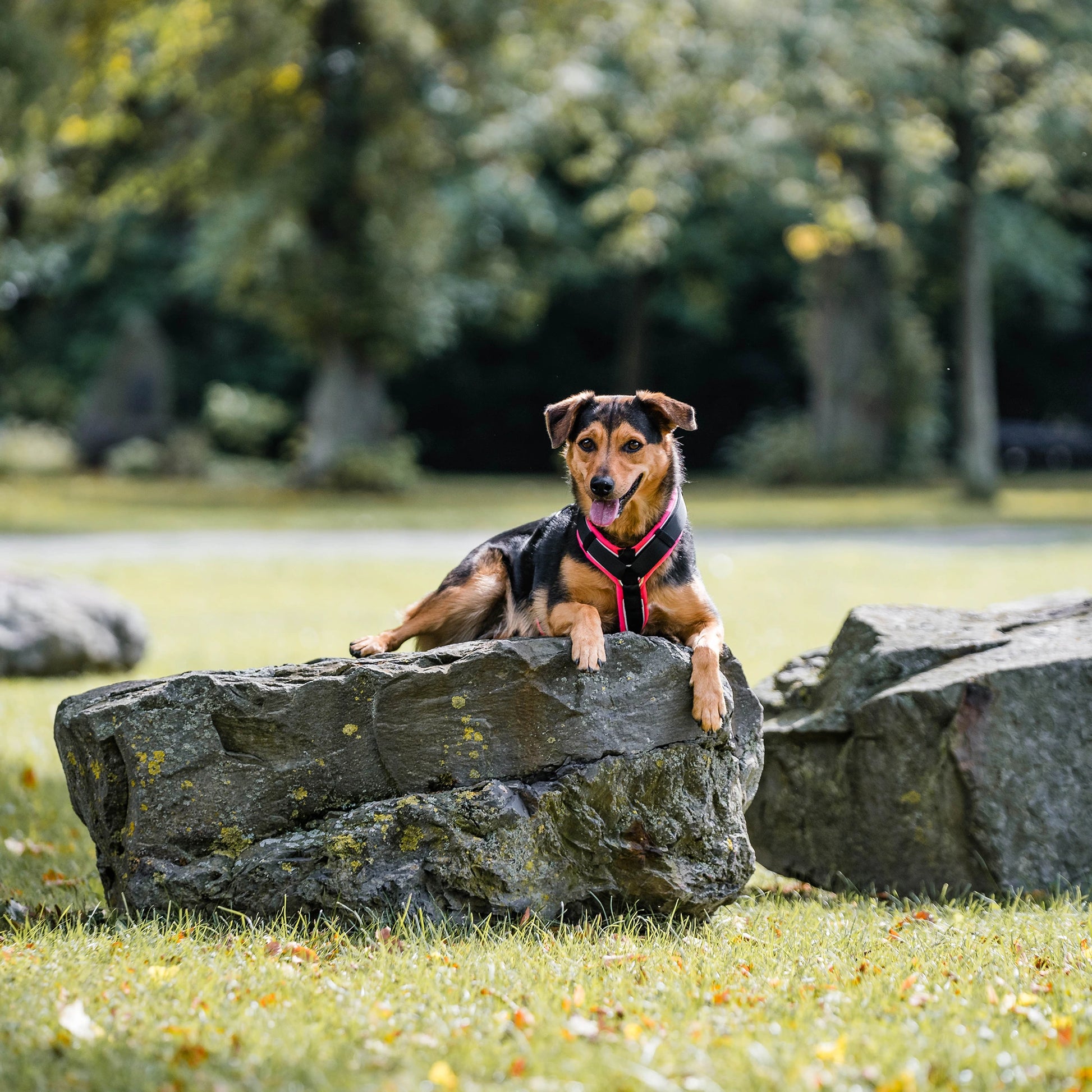 Mischlings-Hund trägt ein schwarz-pinkes Y-Geschirr mit Reflektorstreifen und liegt dabei auf einem Stein