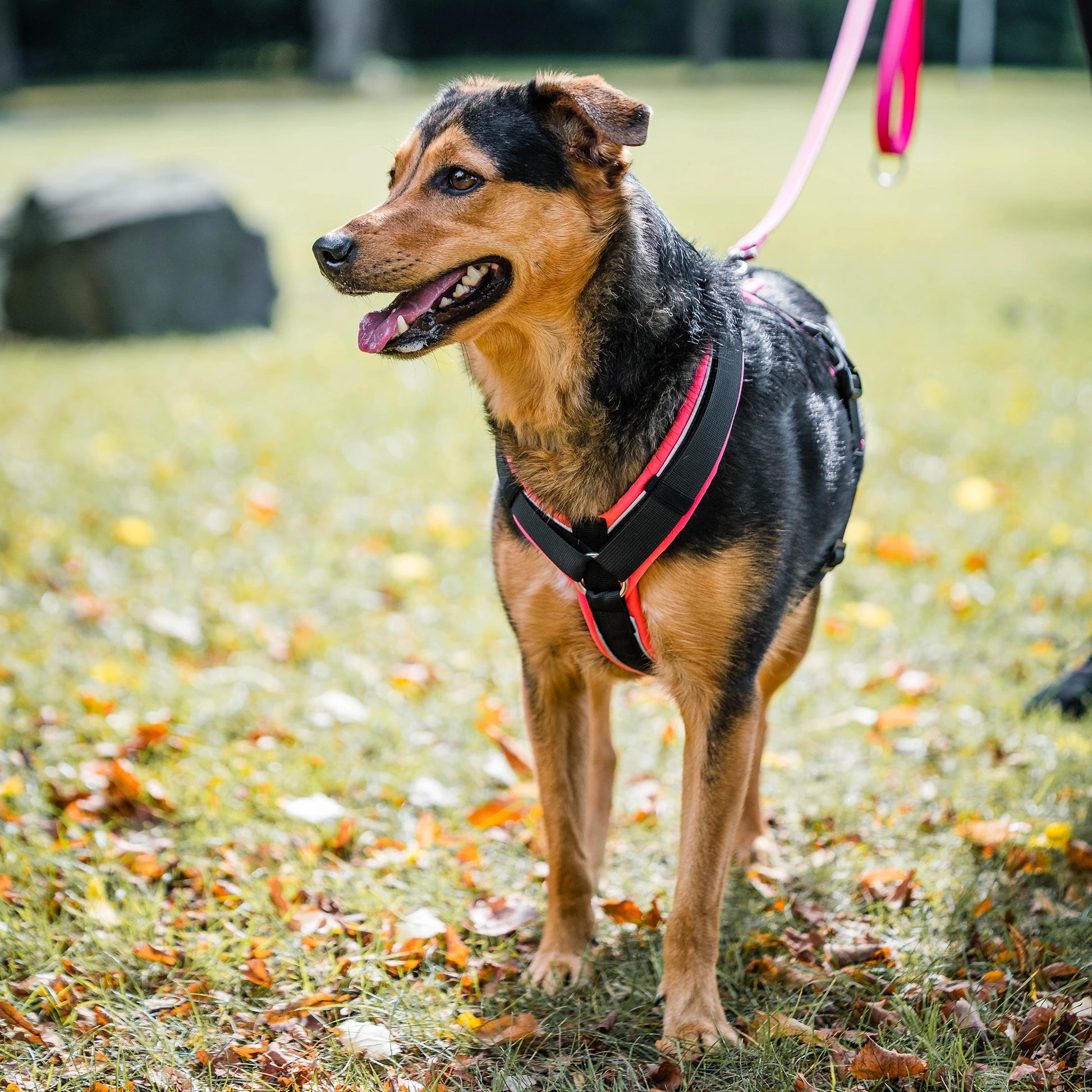 Mischlings-Hund trägt ein schwarz-pinkes Y-Geschirr mit Reflektorstreifen