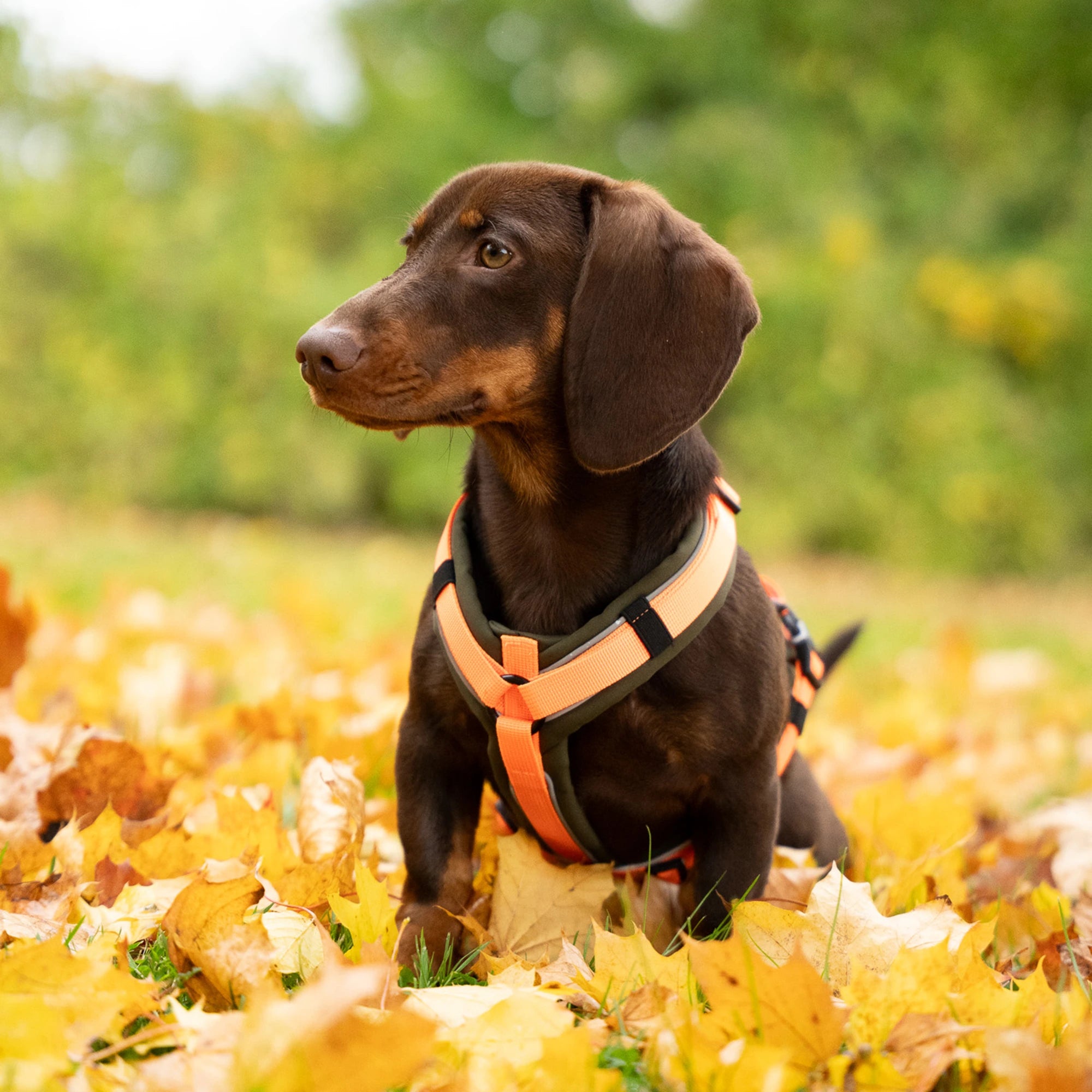 Harnais en Y pour chiens 2.0