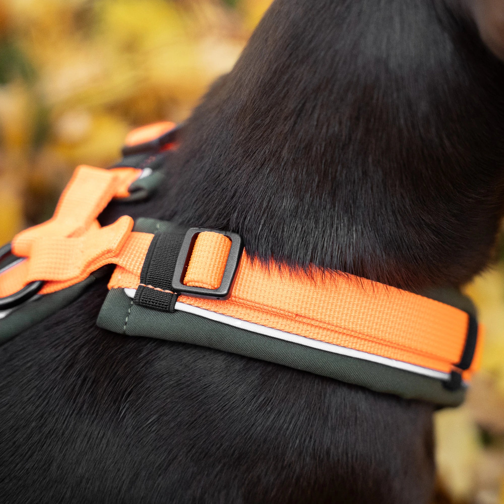 Harnais en Y pour chiens 2.0