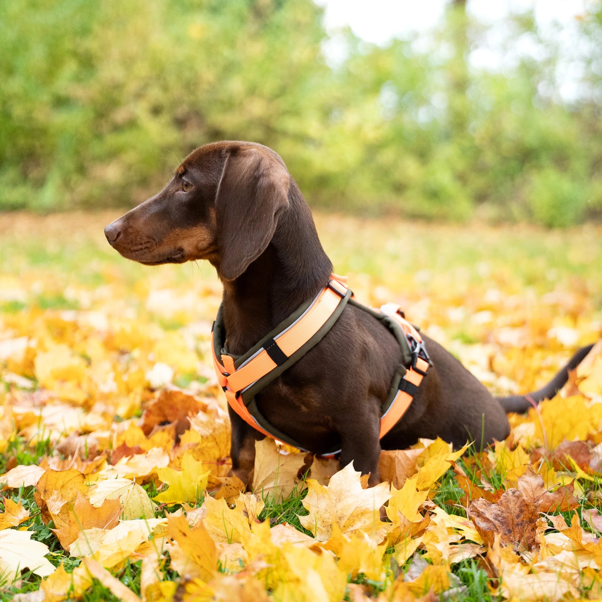 Harnais en Y pour chiens 2.0