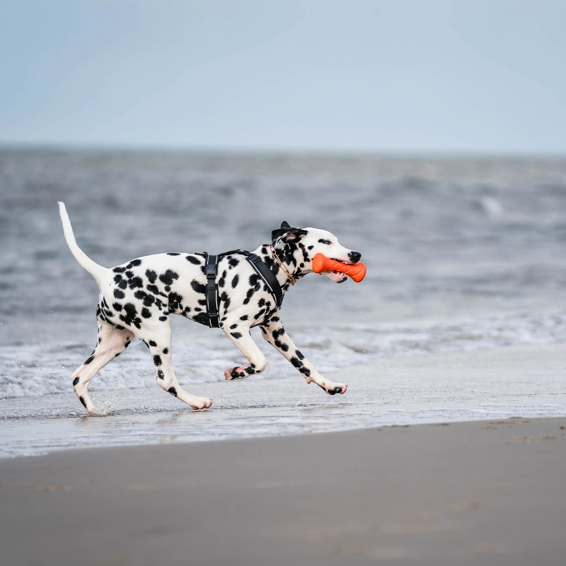 Dalmatiner mit schwarzen Y-Geschirr, Curogan Kettenhalsband und organgener Apportierhantel am Strand